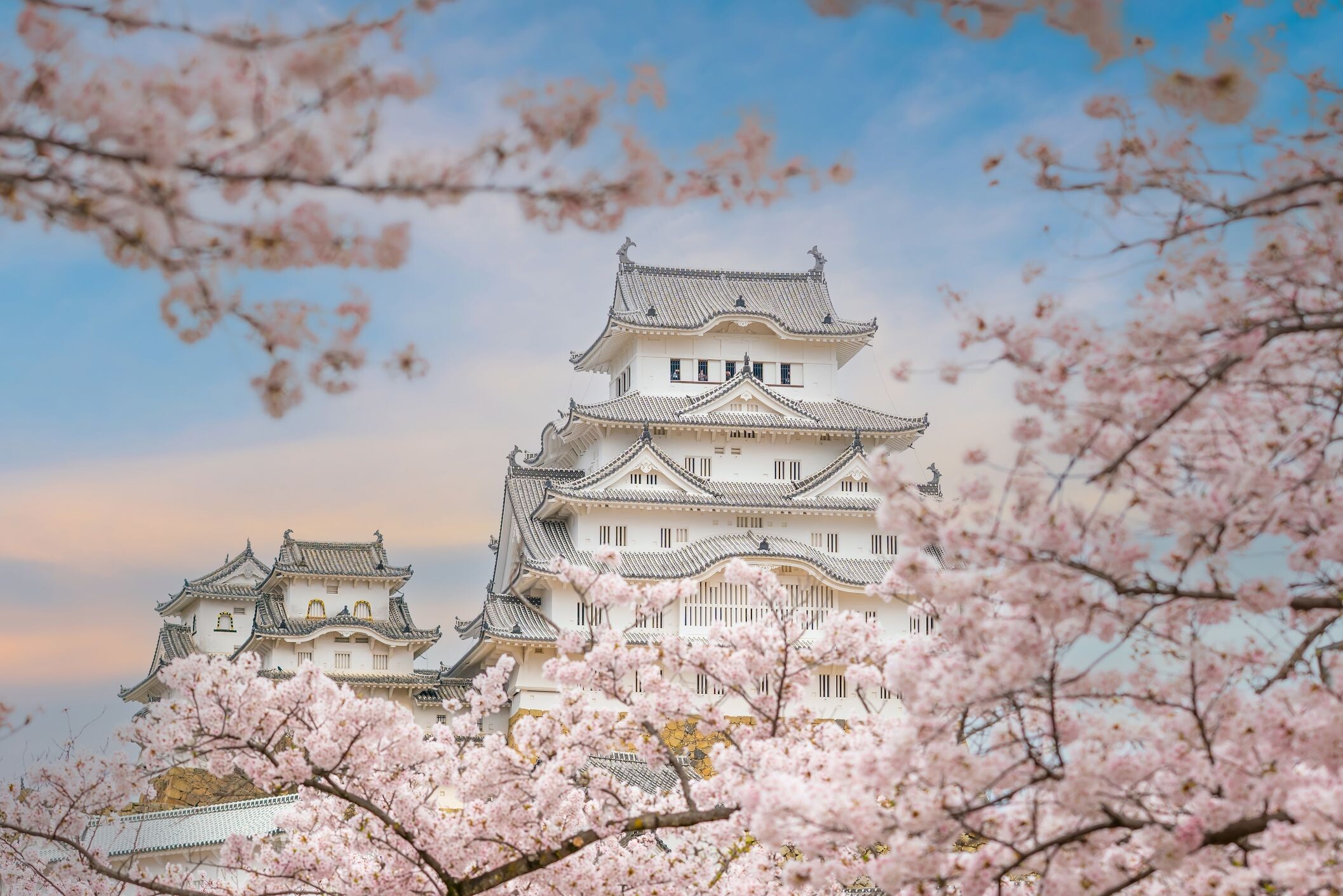 Japan Die Opulenz der Kirschblüte - Japan
