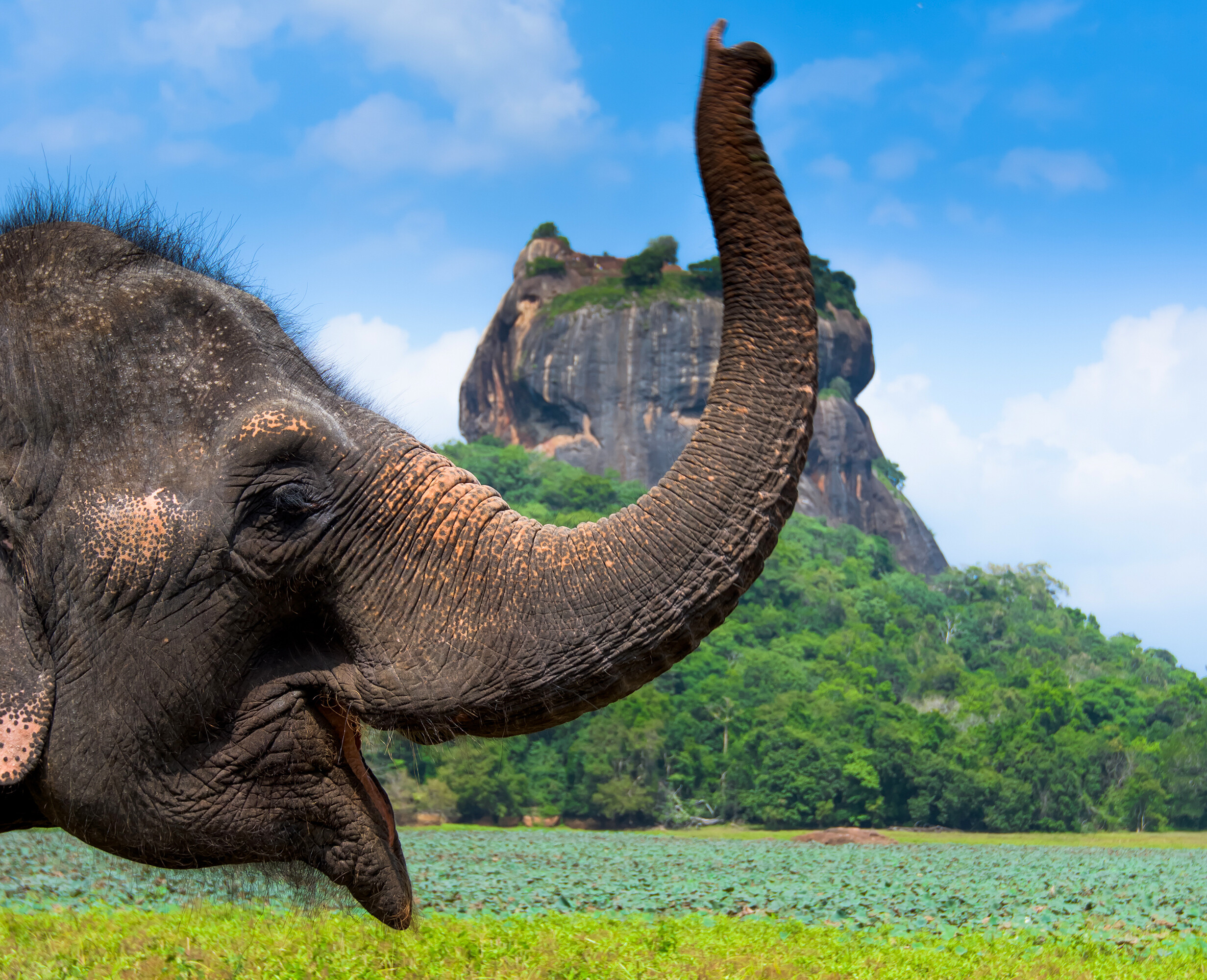 Sri Lanka - Tempel, Safari & Traumstrände - Sri Lanka