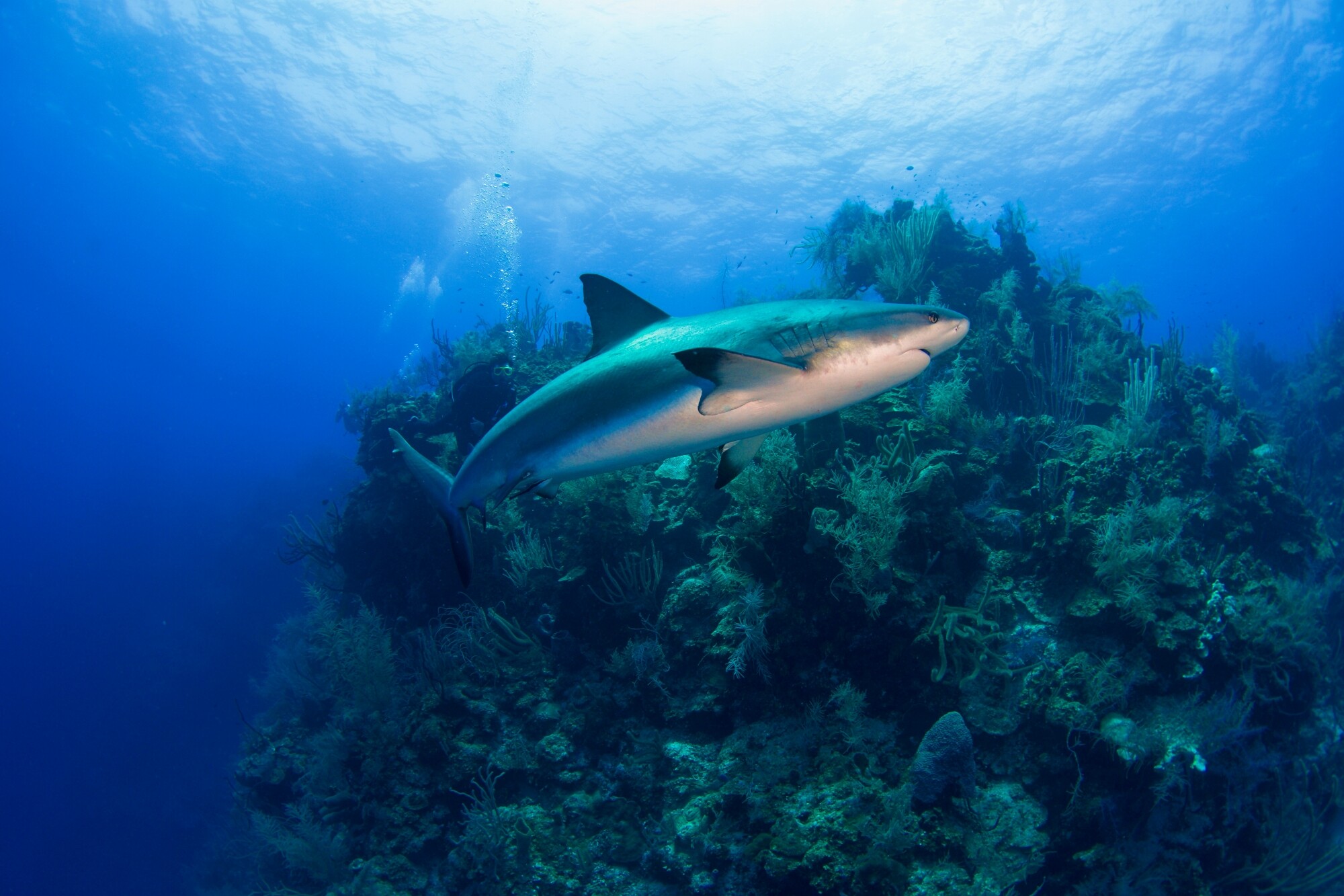 Belize riff shark_shutterstock_2011881869