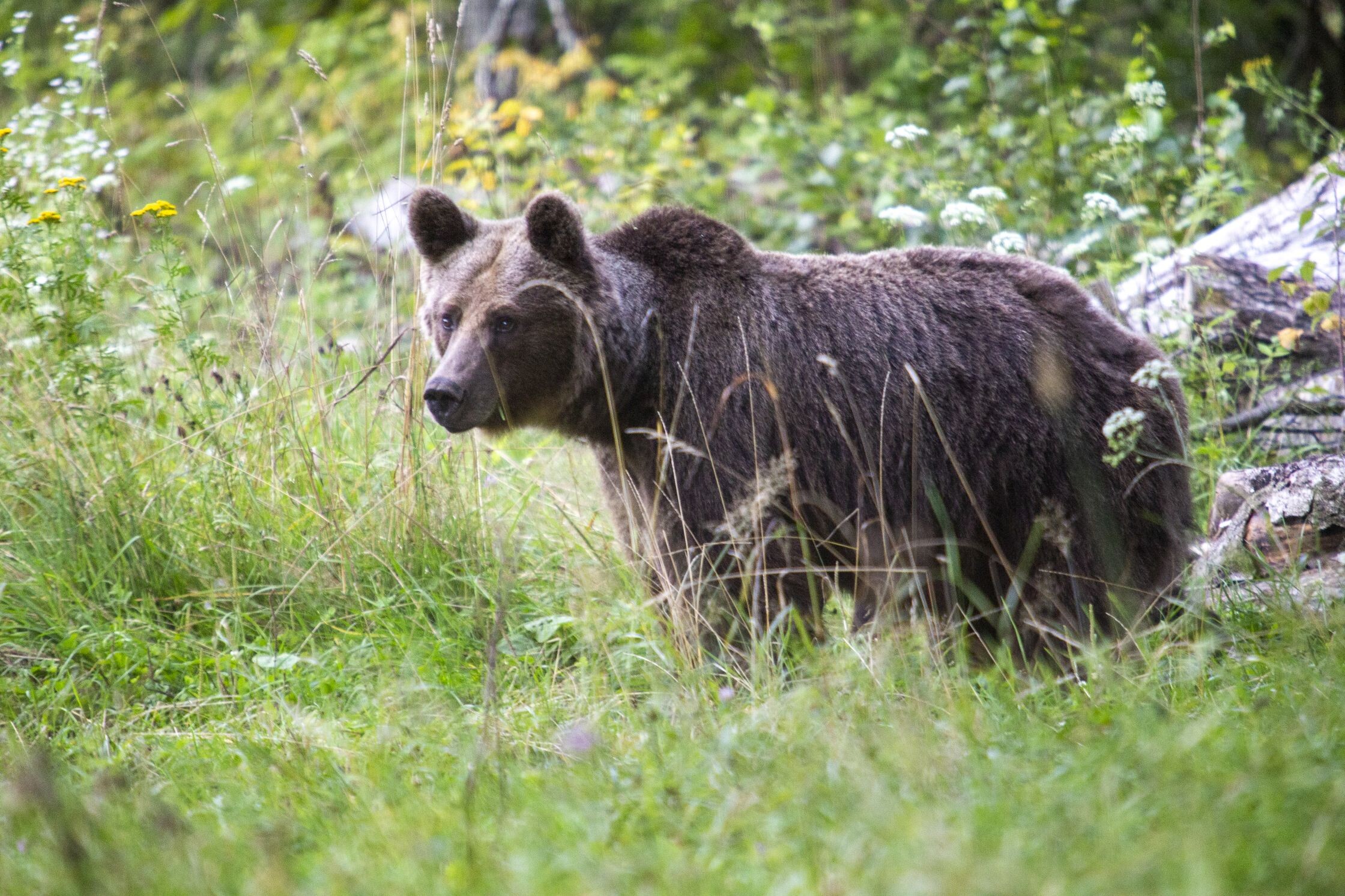 Bär,_Transylvanien_AdobeStock_965955354.jpg