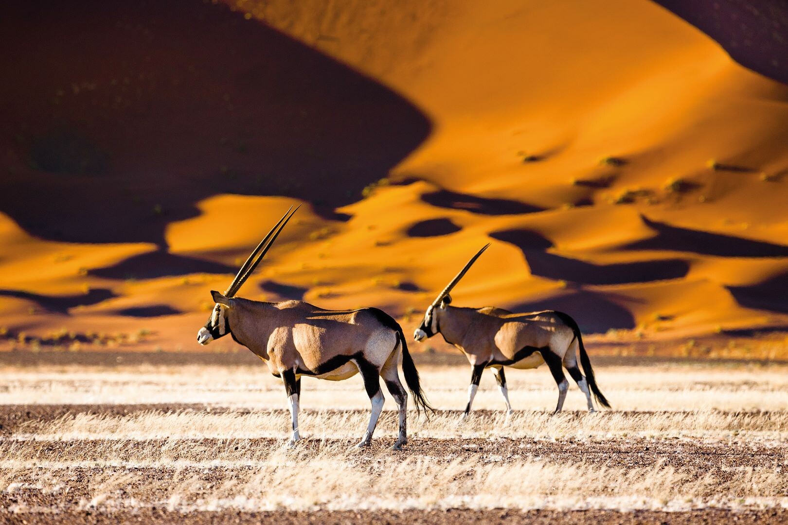 Namibia_2_Sossusvlei_Oryx.jpg