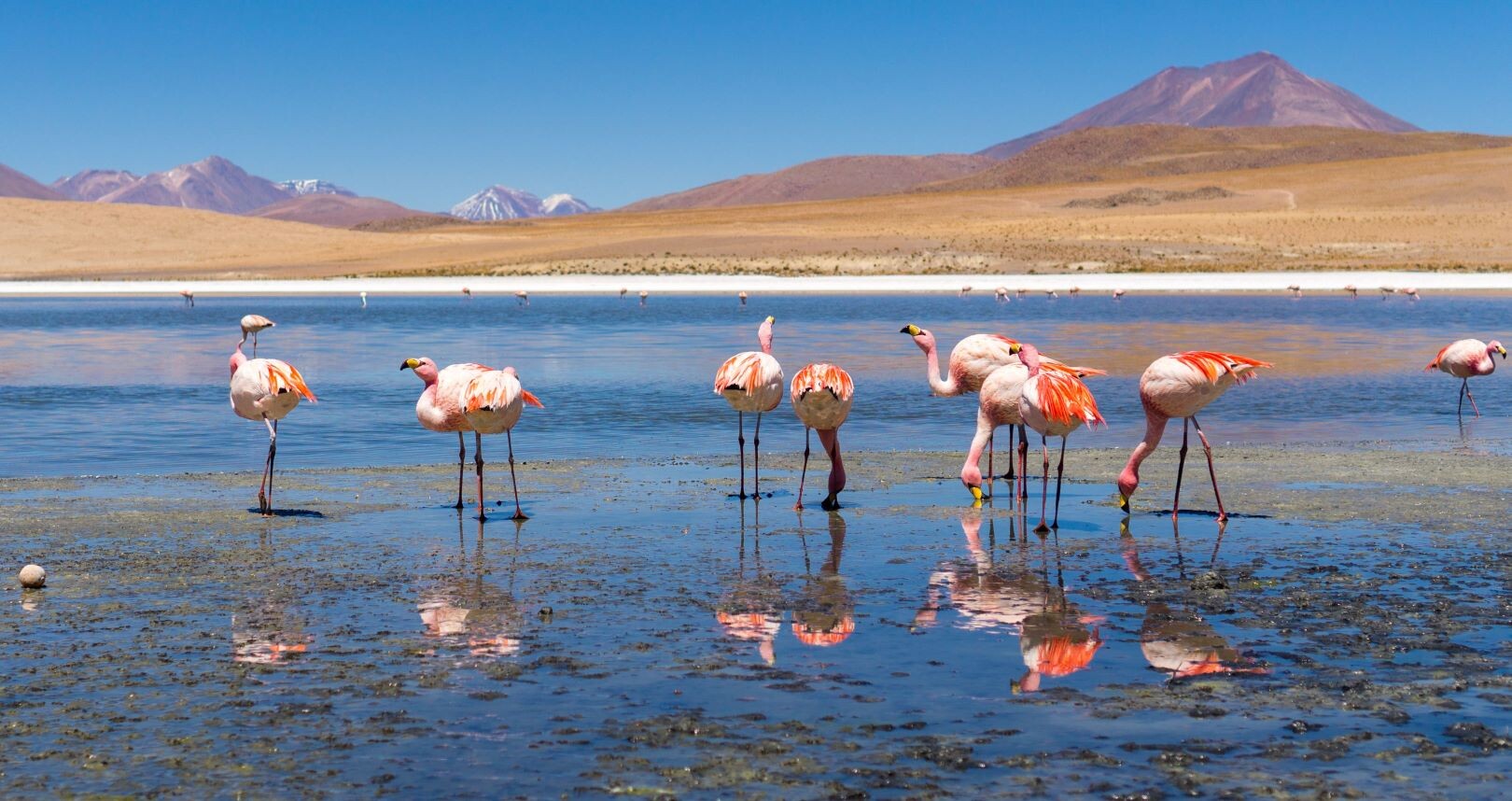 Chile_Atacama_Wüste_Flamingos.jpg