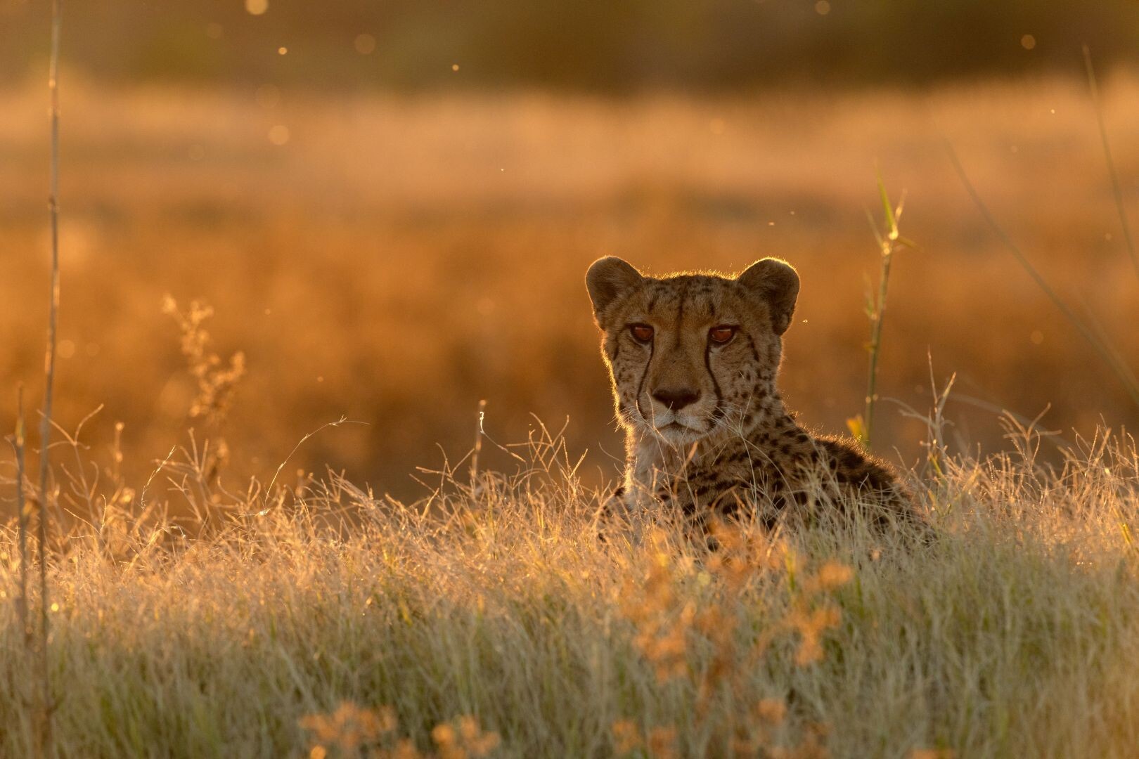 Gepard_shutterstock_2358123047_klein.jpg