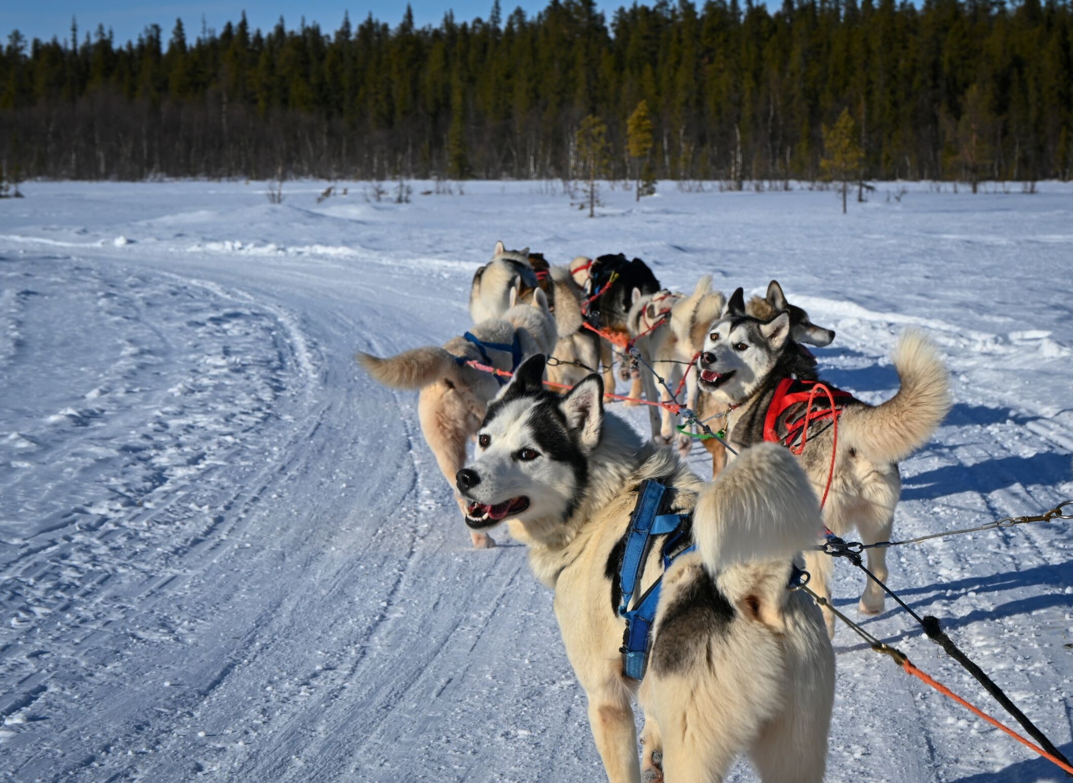 Huskeysafari_in_Schwedisch_Lappland_©shutterstock.jpg