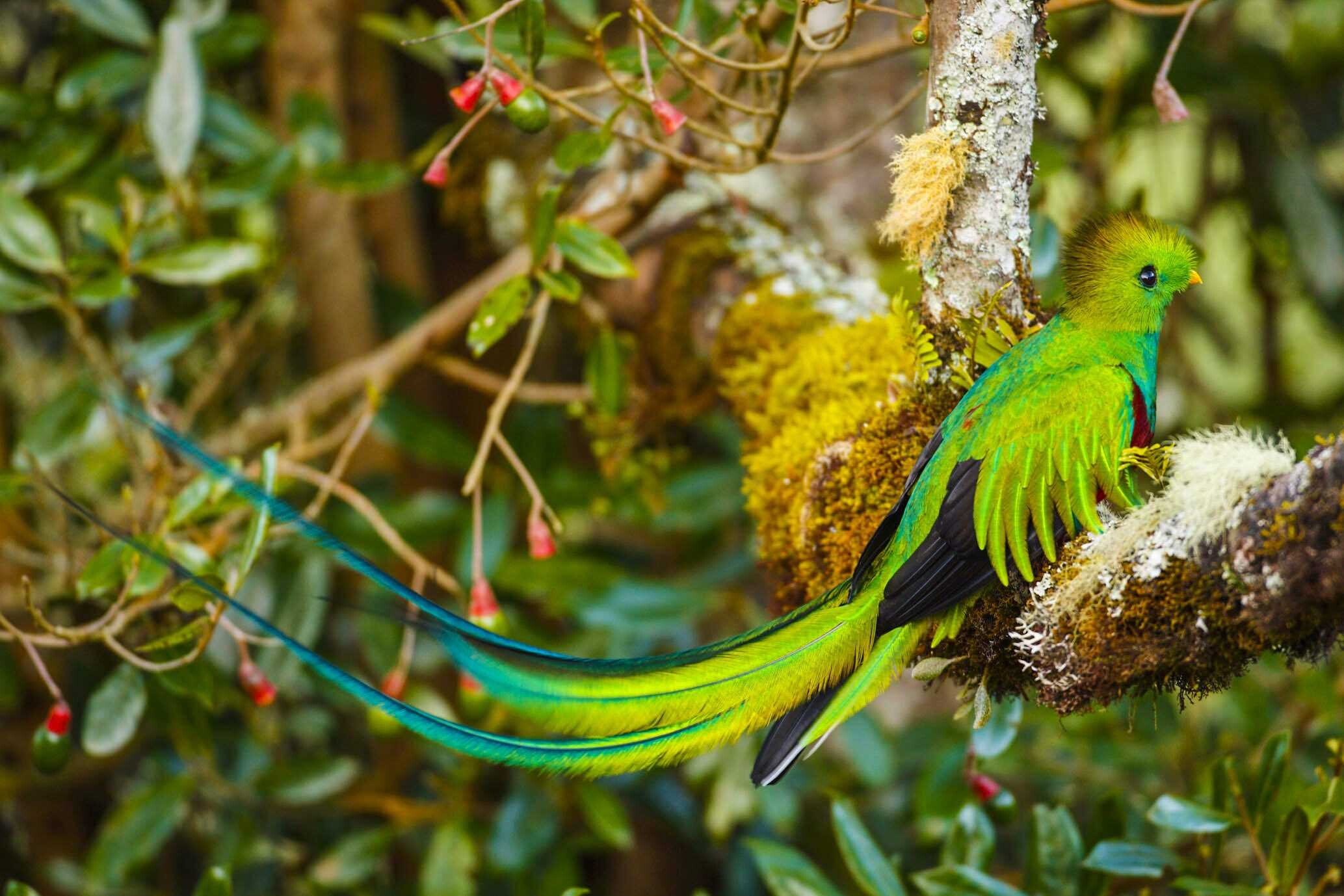 Quetzal_low.jpg