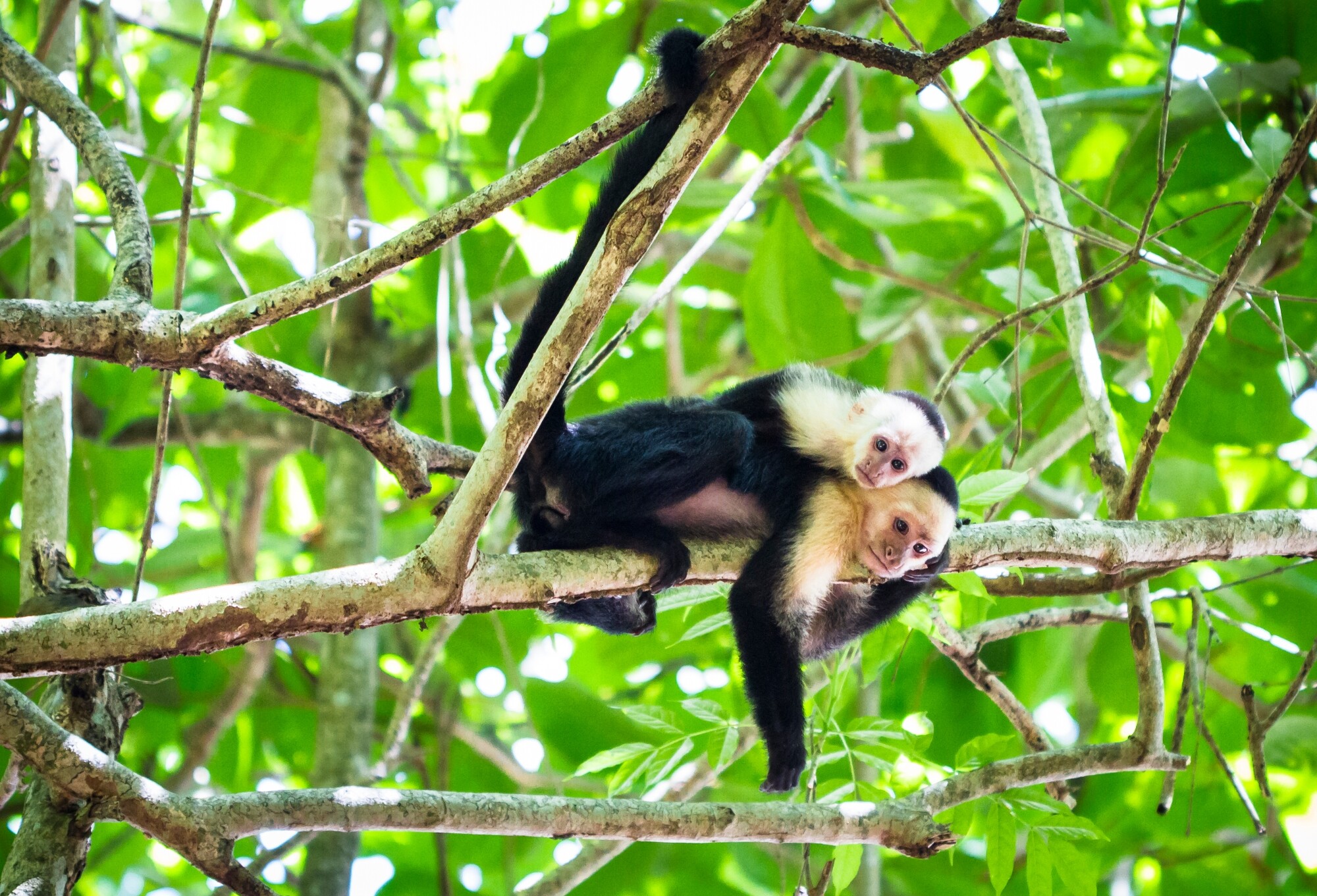 Costa_Rica_Tortuguero_NP_Kapuzineräffchen_shutterstock_767957851.jpg