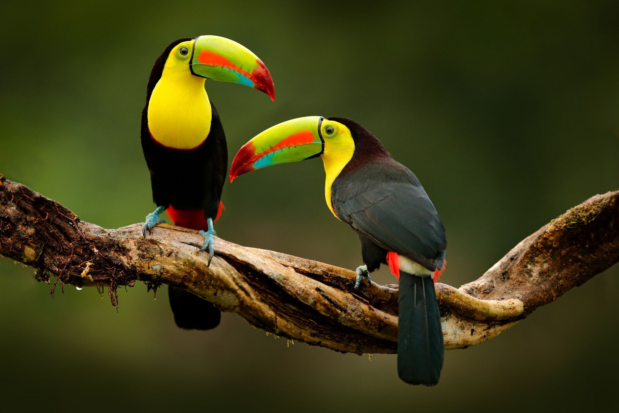 Costa_Rica-Tukan-shutterstock.jpg
