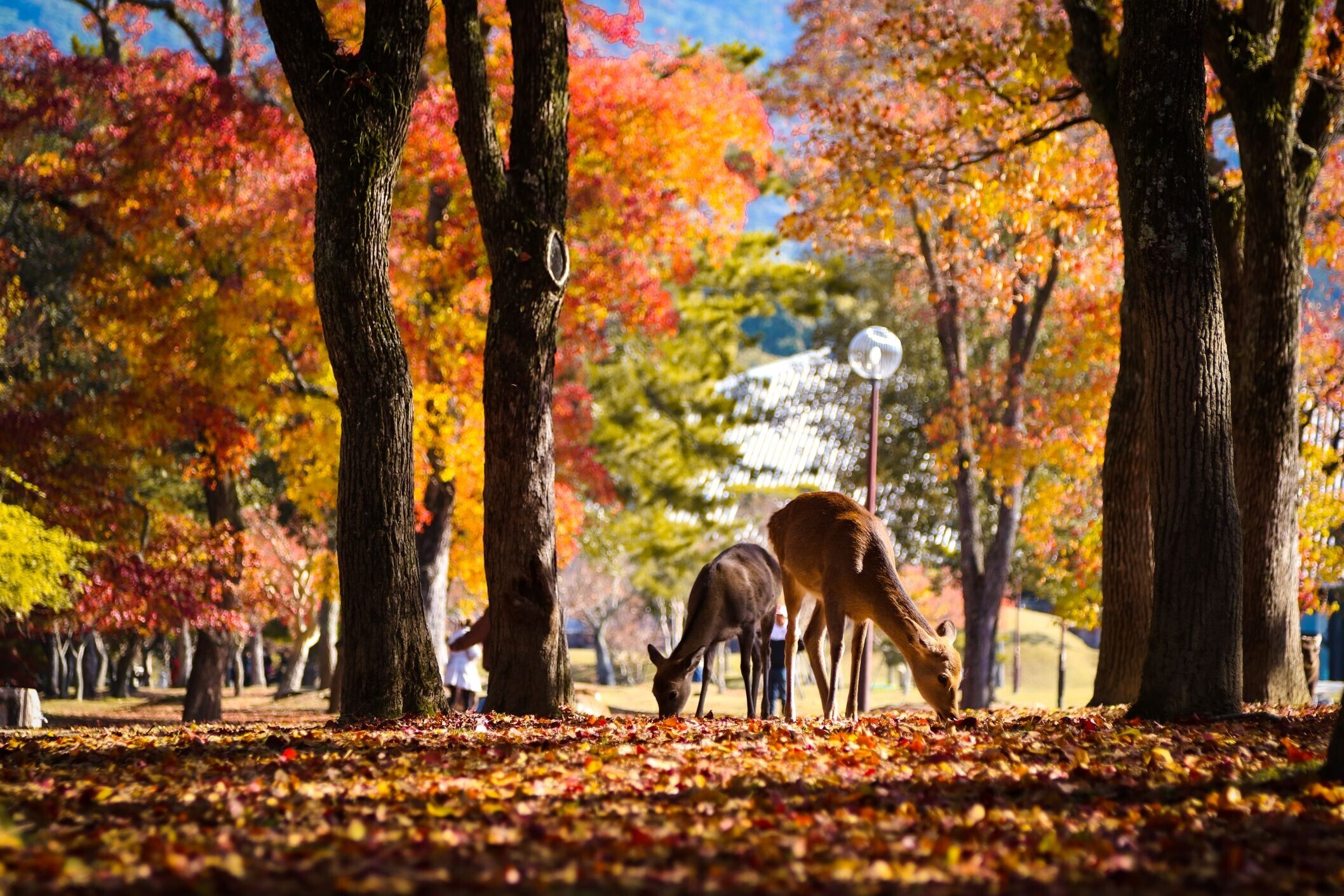 3007-Japan-Nara-Park_©shutterstock.jpg