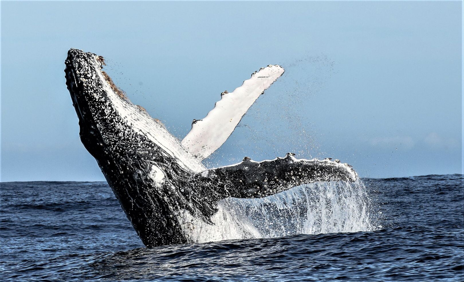 Humpback_Whale_Breach.jpg