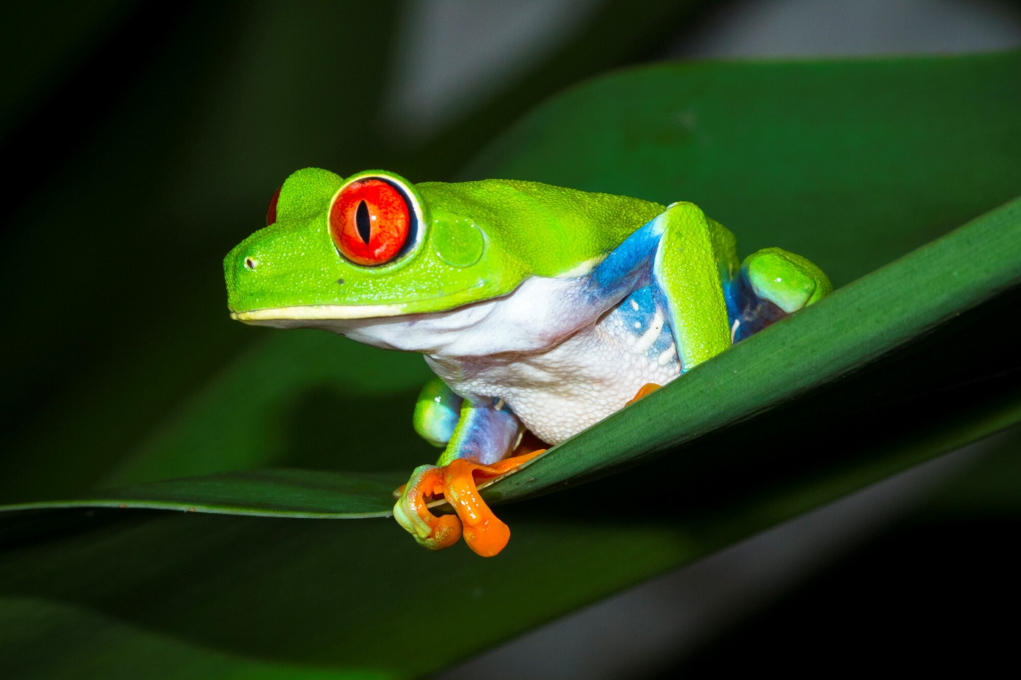 Costa_Rica_Tortuguero_NP_Laubfrosch_iStock-936748812.jpg