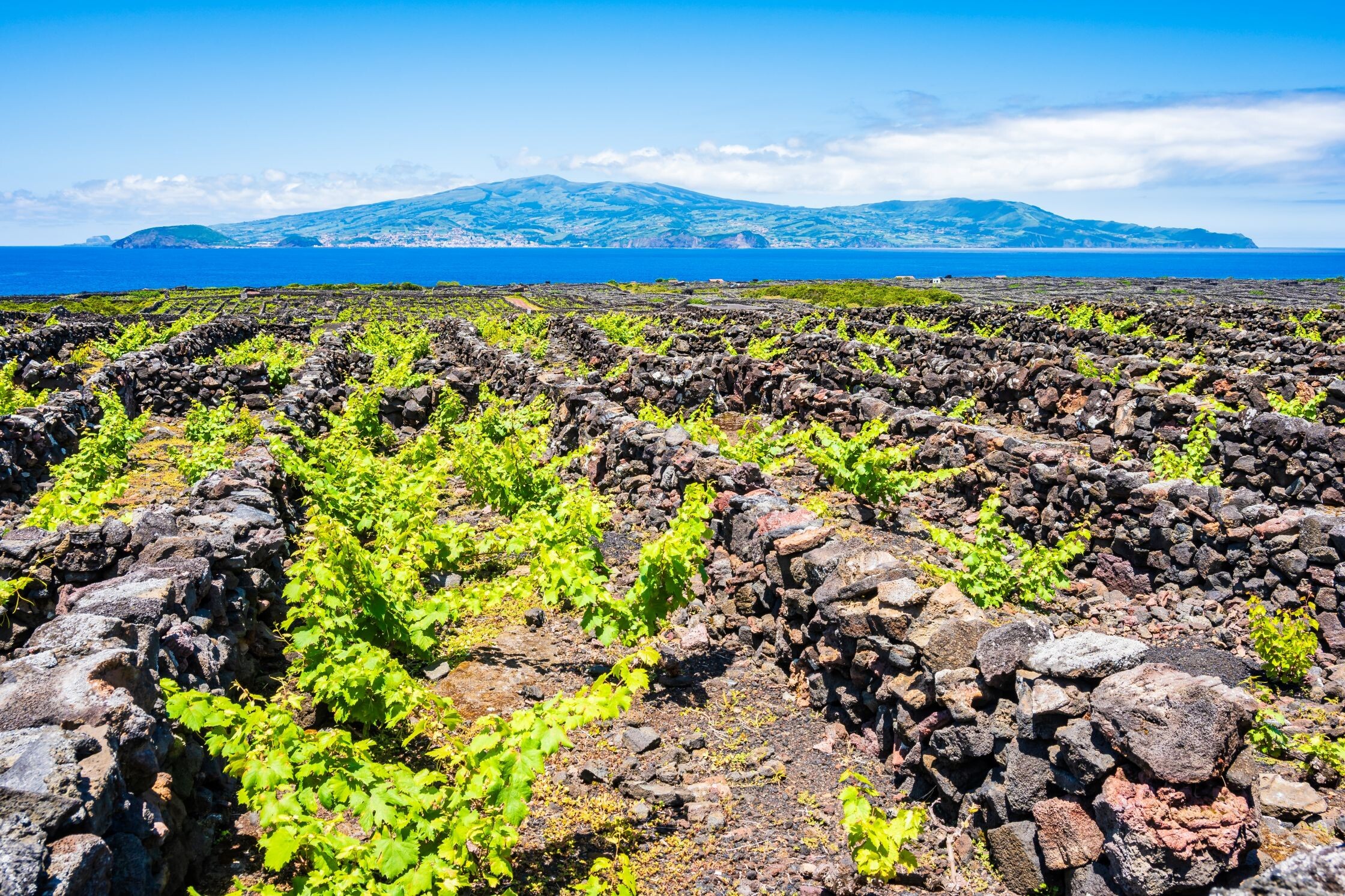 PT_Azoren_Pico_Weinbaukultur©shutterstock_2494849007.jpg