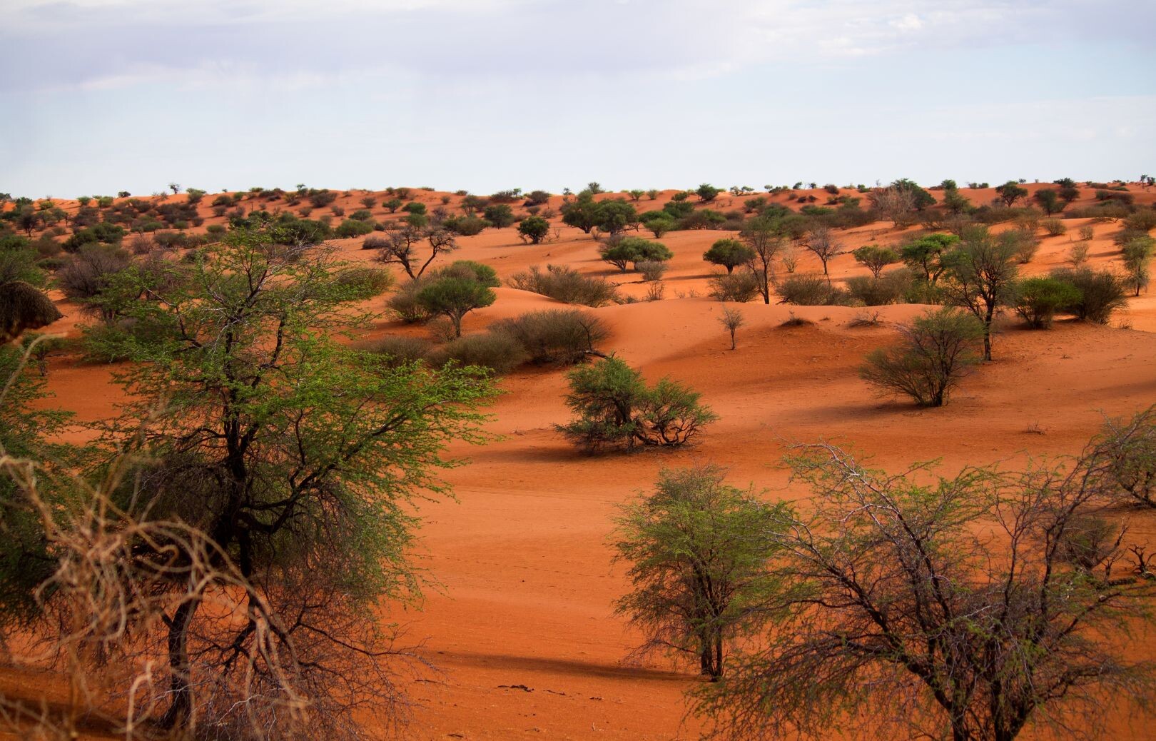 Kalahari_Wüste_shutterstock_1604931400_klein.jpg