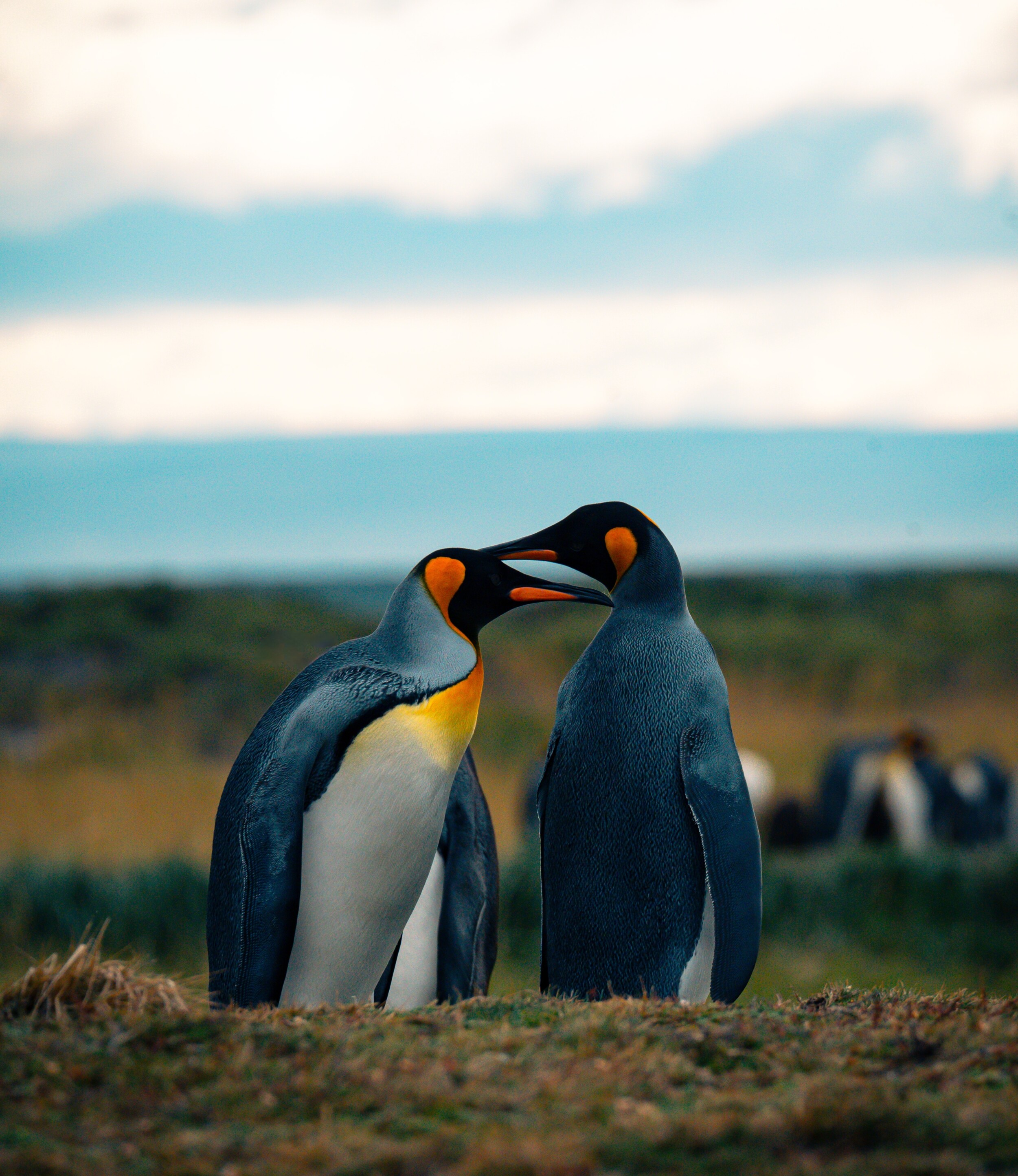 shutterstock_2583418099