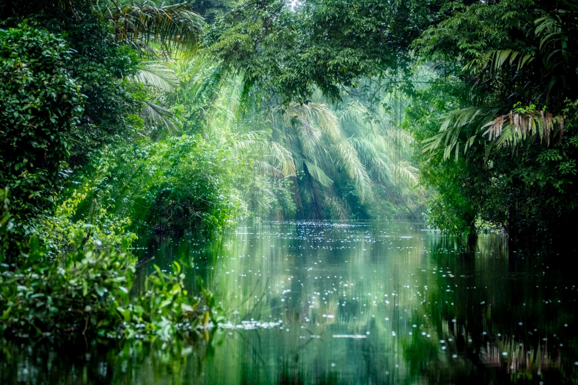 Costa_Rica_Tortuguero_NP_Regenwald_iStock-641204842.jpg