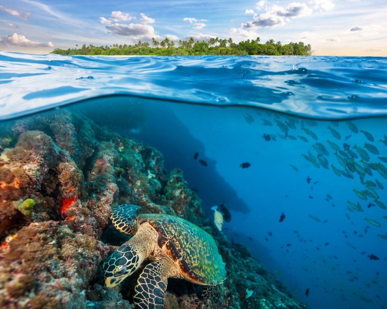 Sri Lanka und Malediven - Sri Lanka