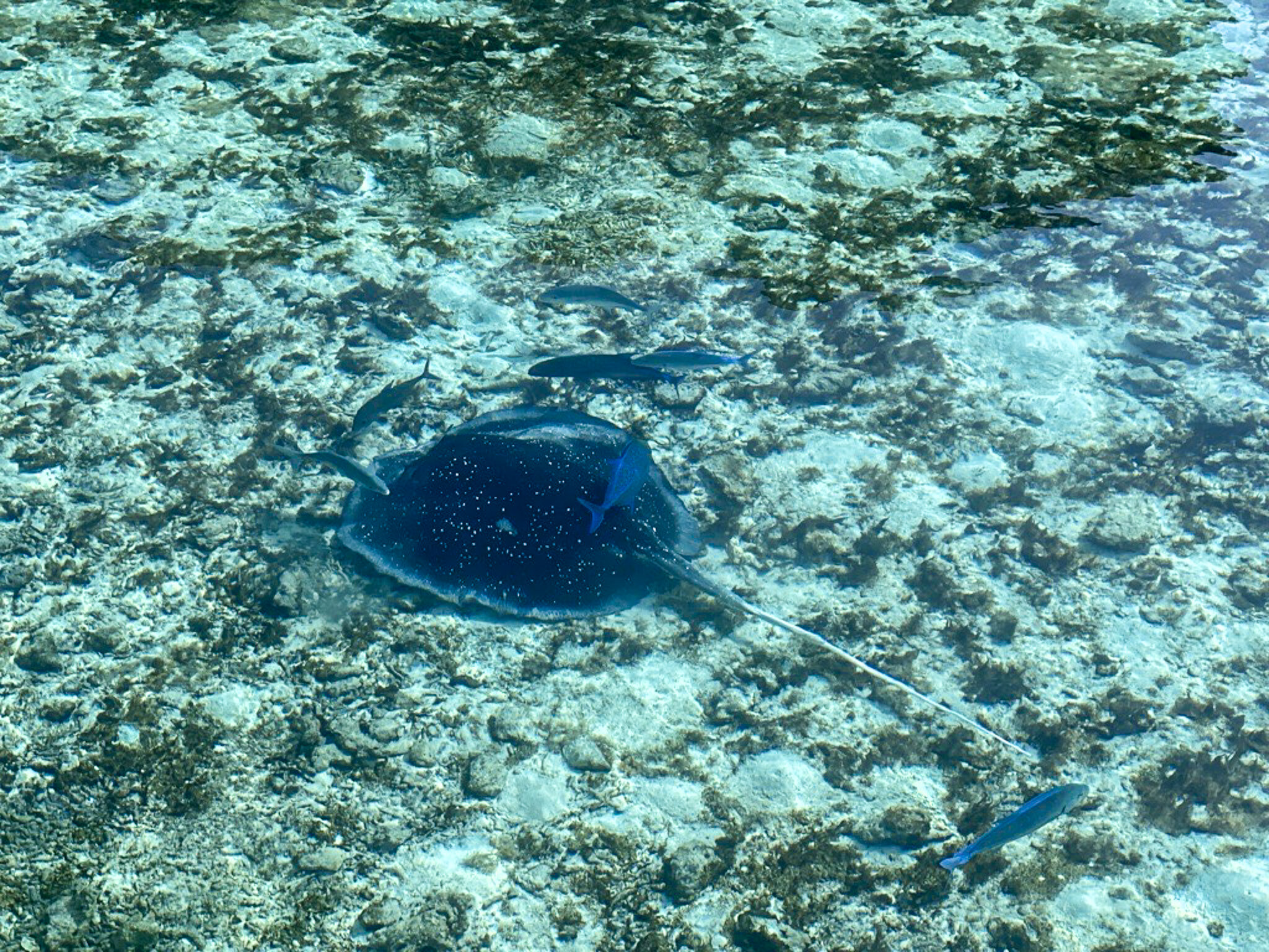 Image (13) Image (13)