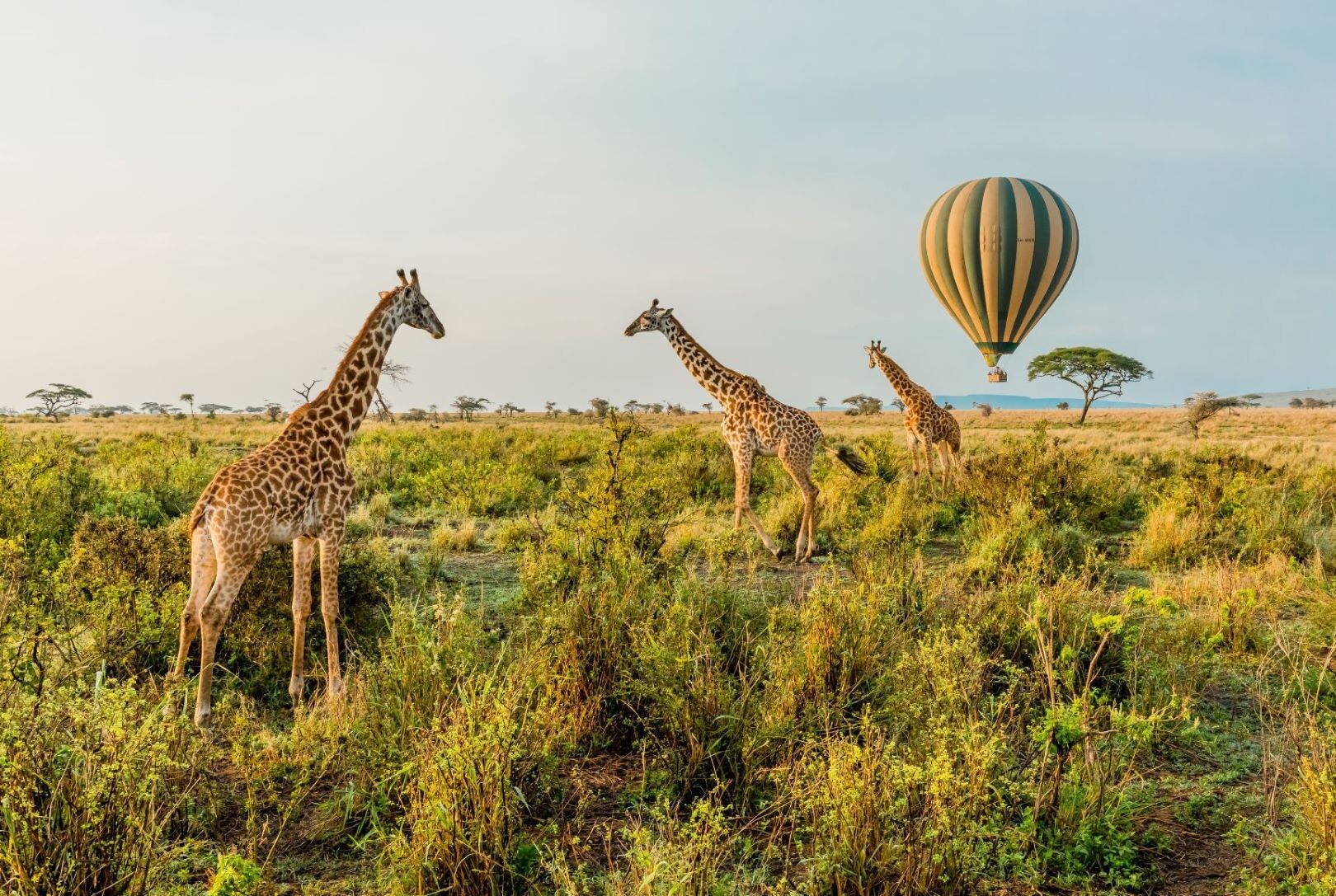 Tansania_Giraffen_Serengeti.jpg