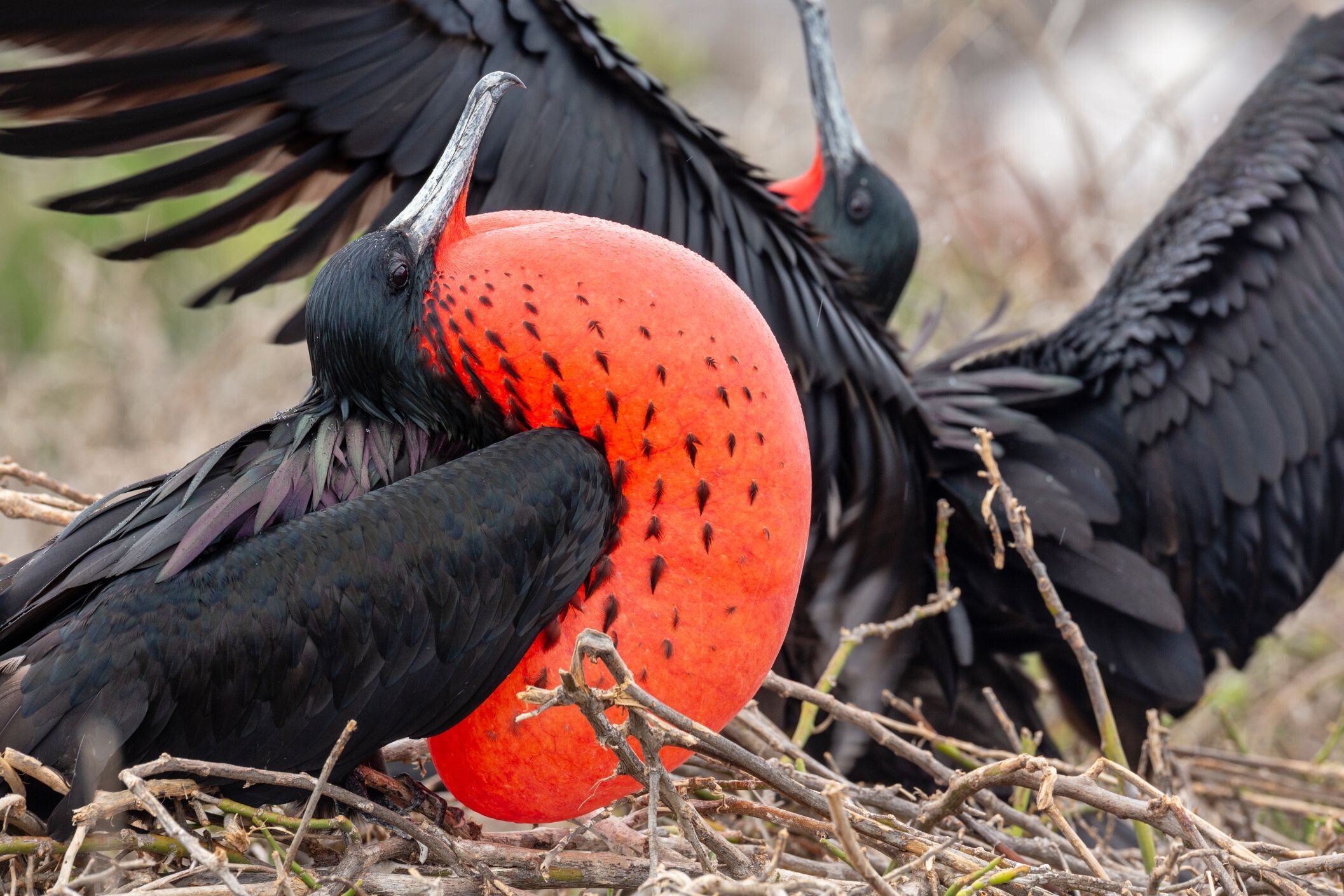 Ecuador_Galapagos_Fregattvögel_©shutterstock.jpg