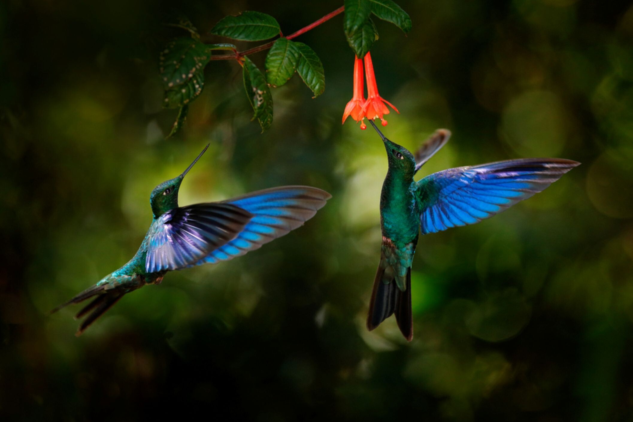 Ecuador_Kolibri_©shutterstock.jpg