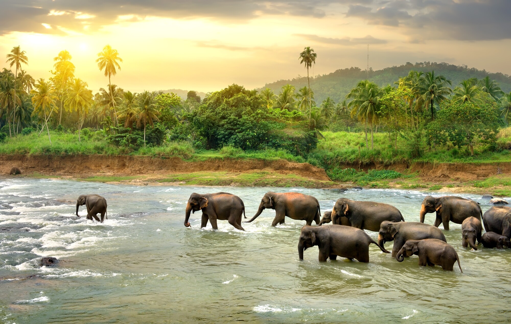 Sri_Lanka_Elefanten_AdobeStock_109359410.jpg