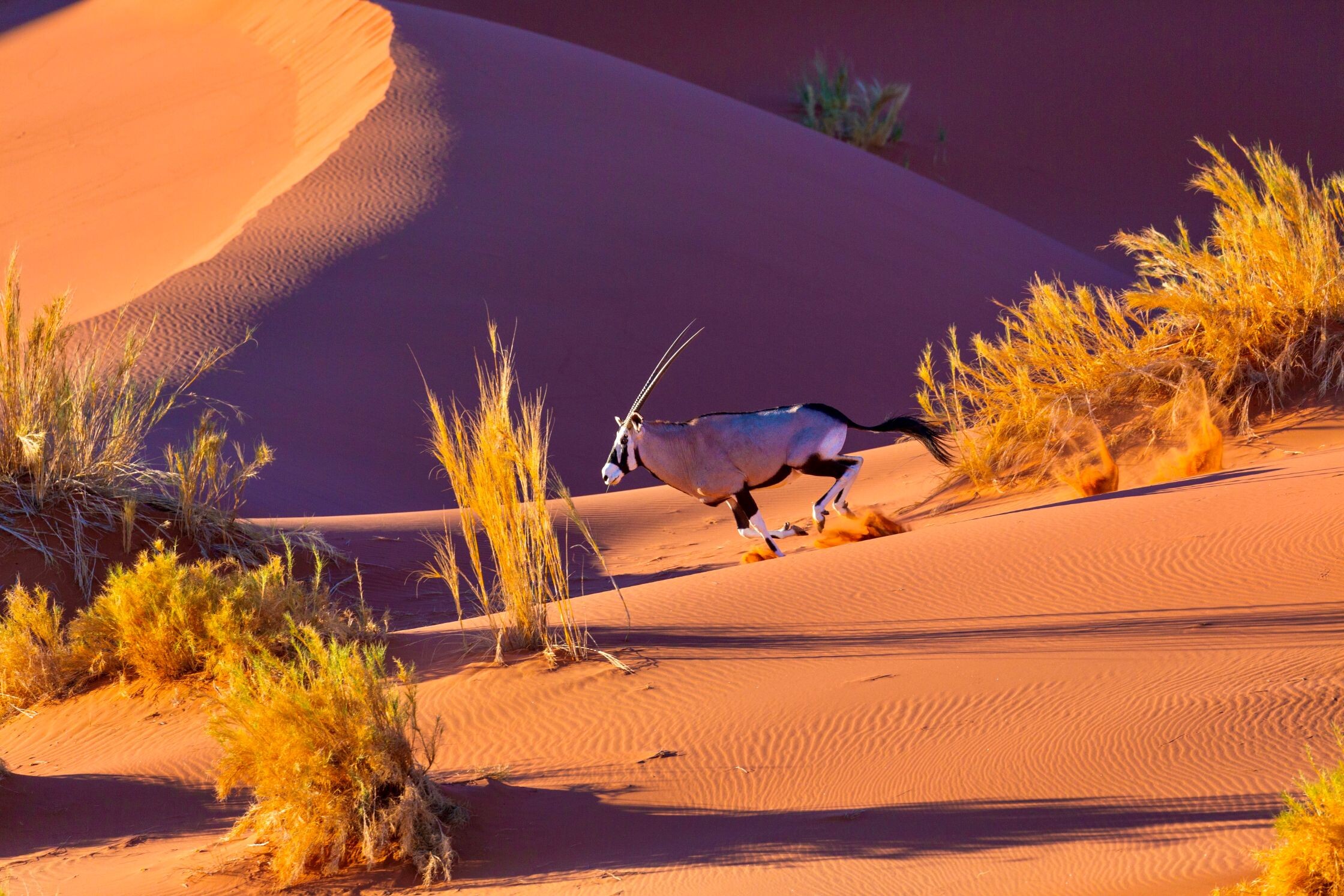 Namibia & Südafrika - weite Horizonte & genussvolles Kap - Südliches Afrika