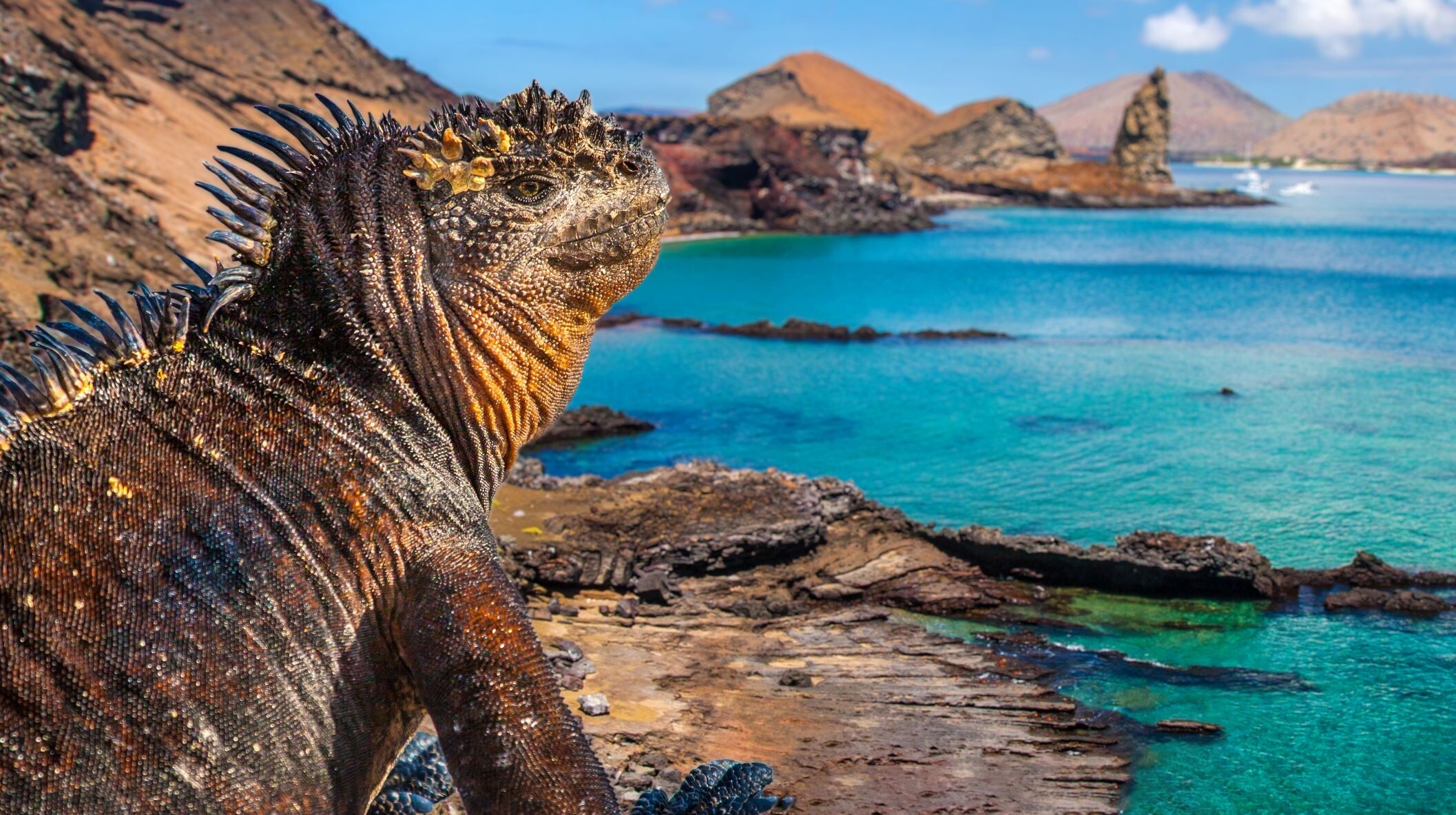 Galapagos_Echse_&copy;shutterstock.jpg