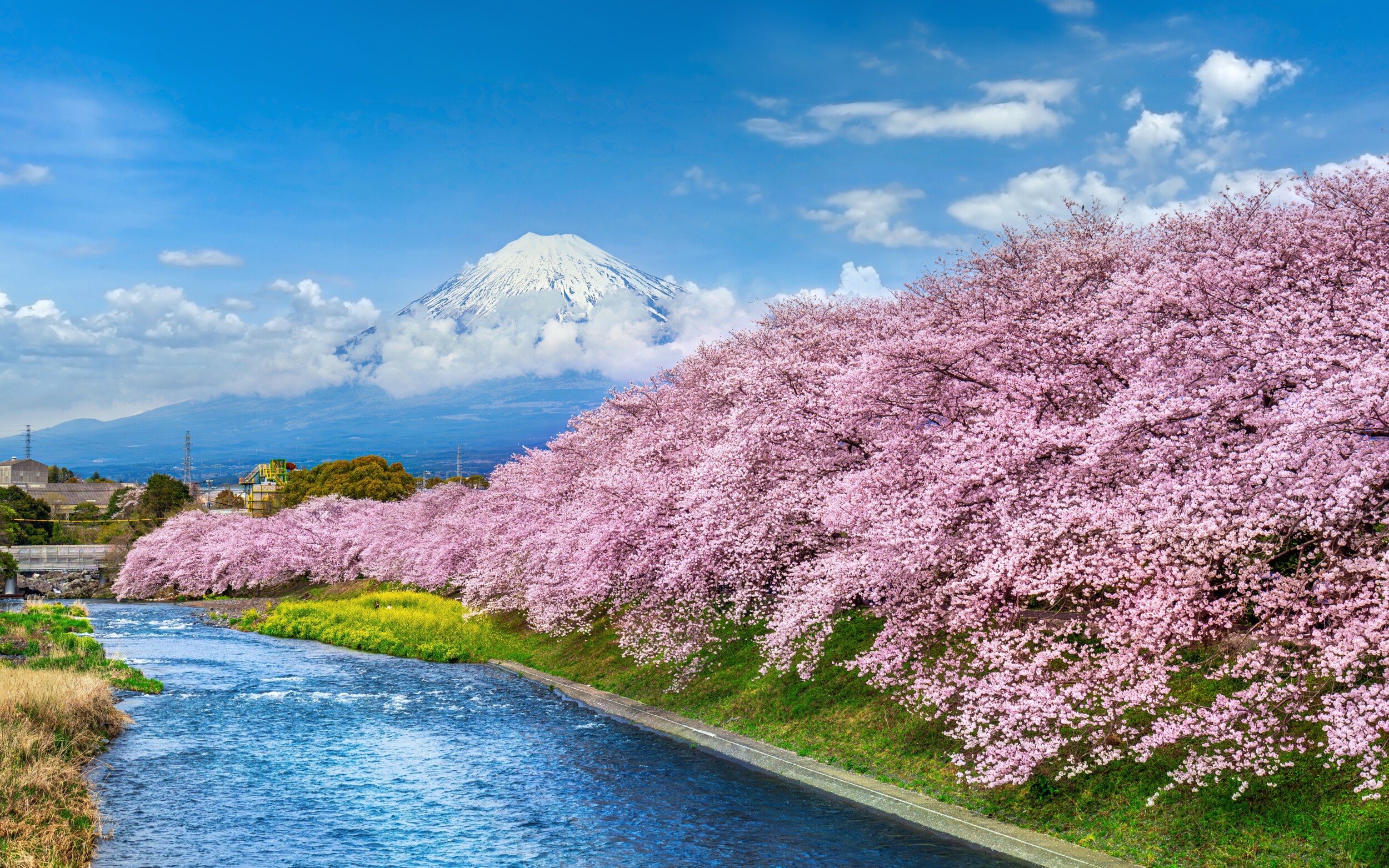 shutterstock_2449303617