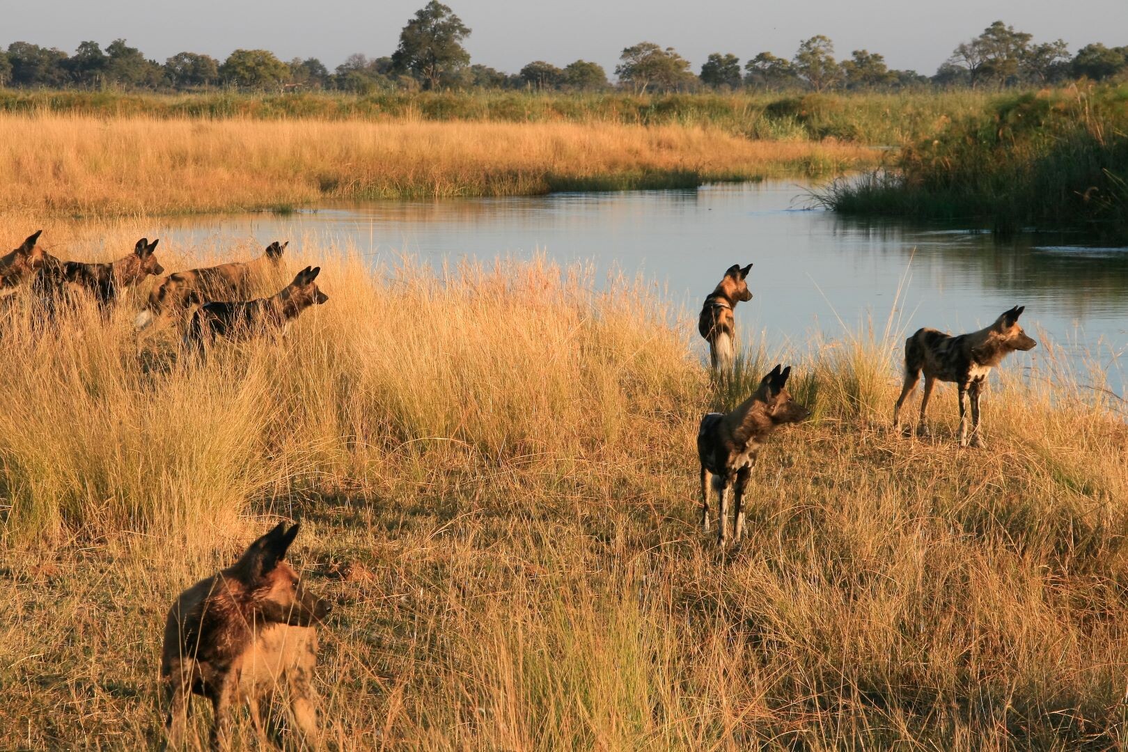 Botswana_Lagoon_Camp_Wildhunde.jpg