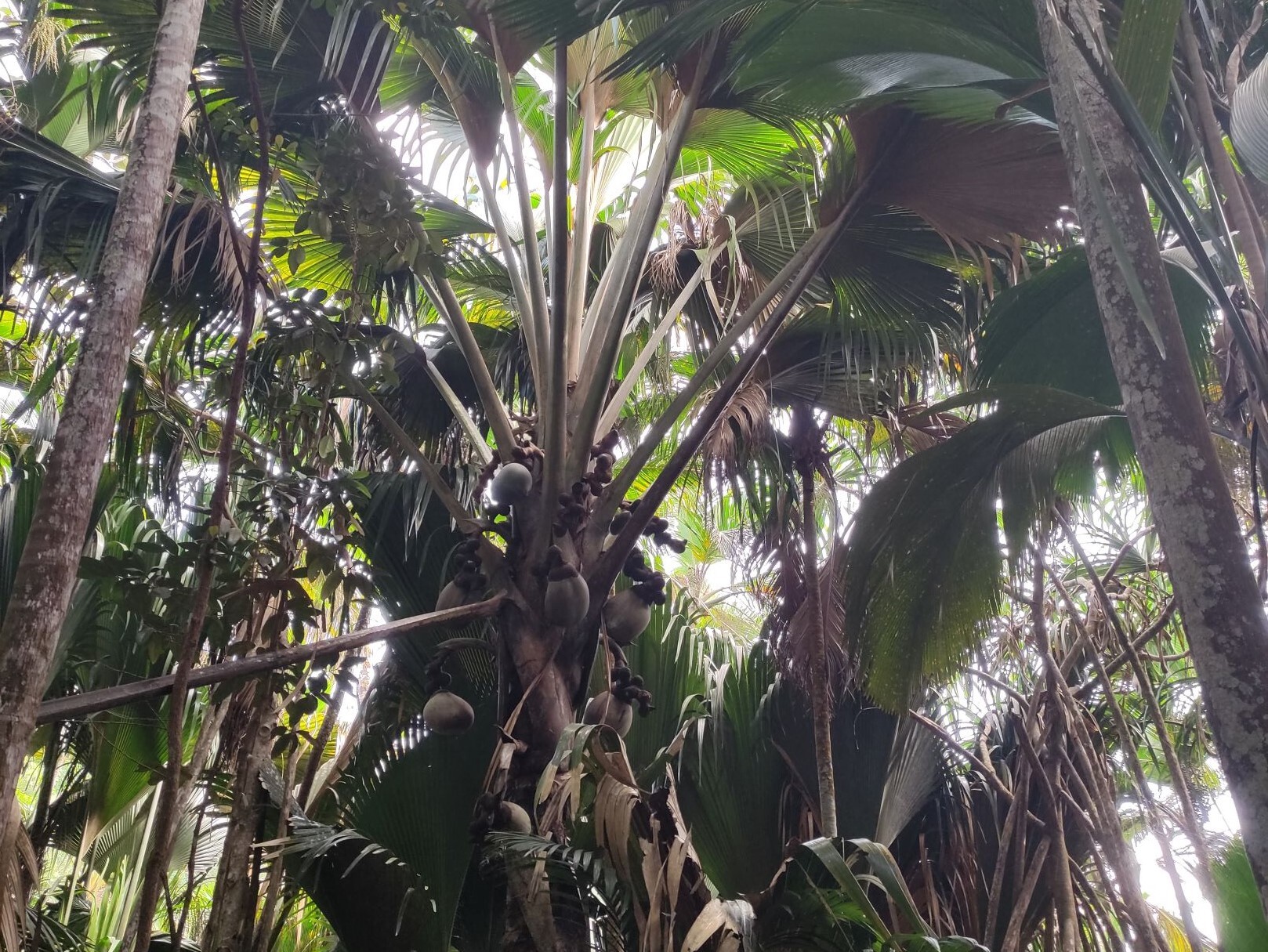 Coco_de_Mer_Palme.jpg