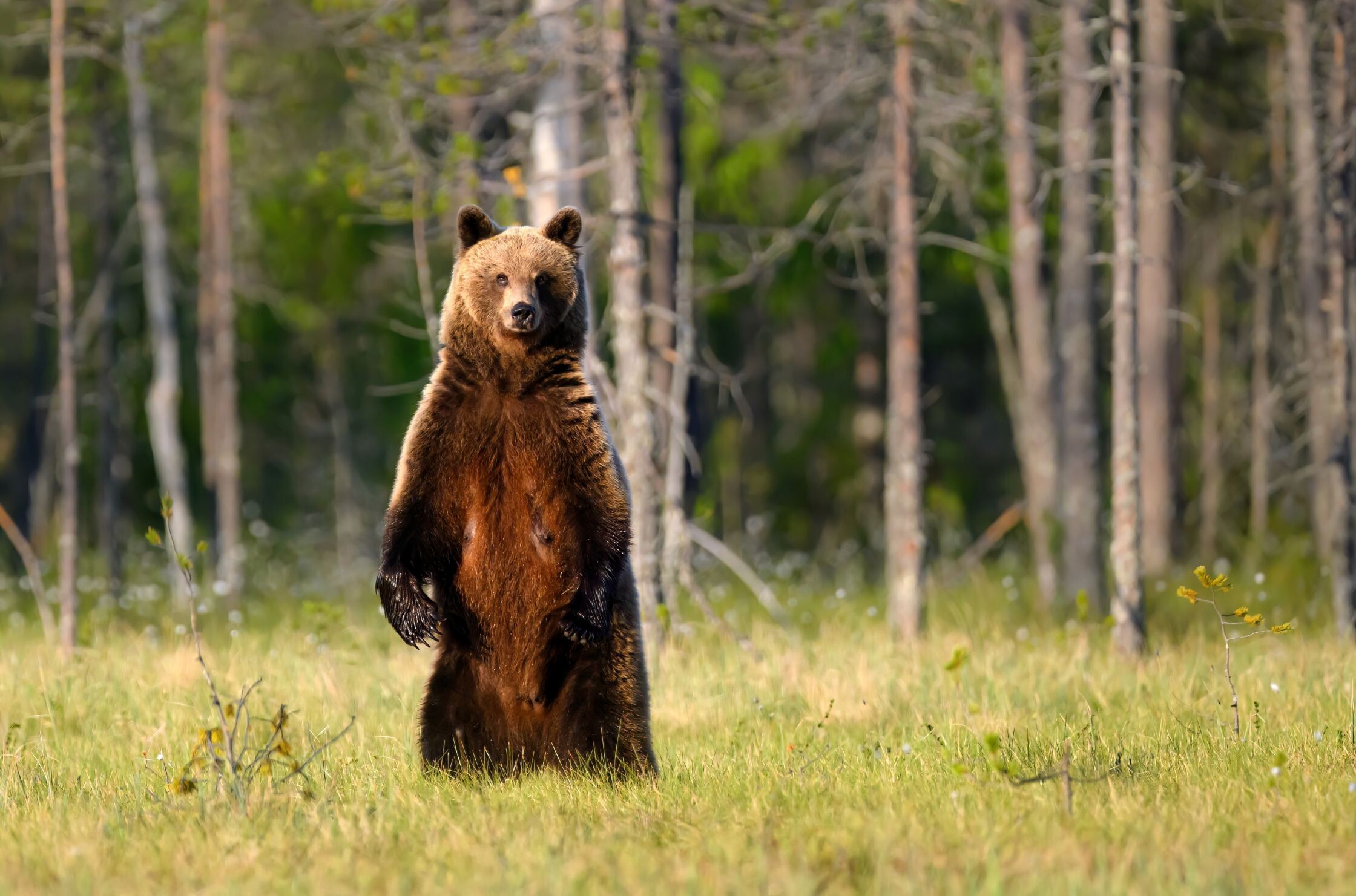 shutterstock_2689676447.jpg