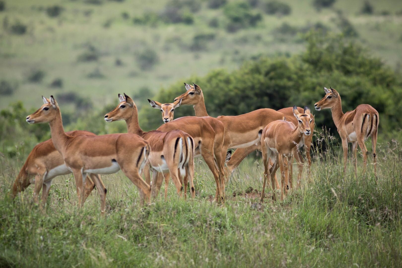 Kenia_Impalas.jpg