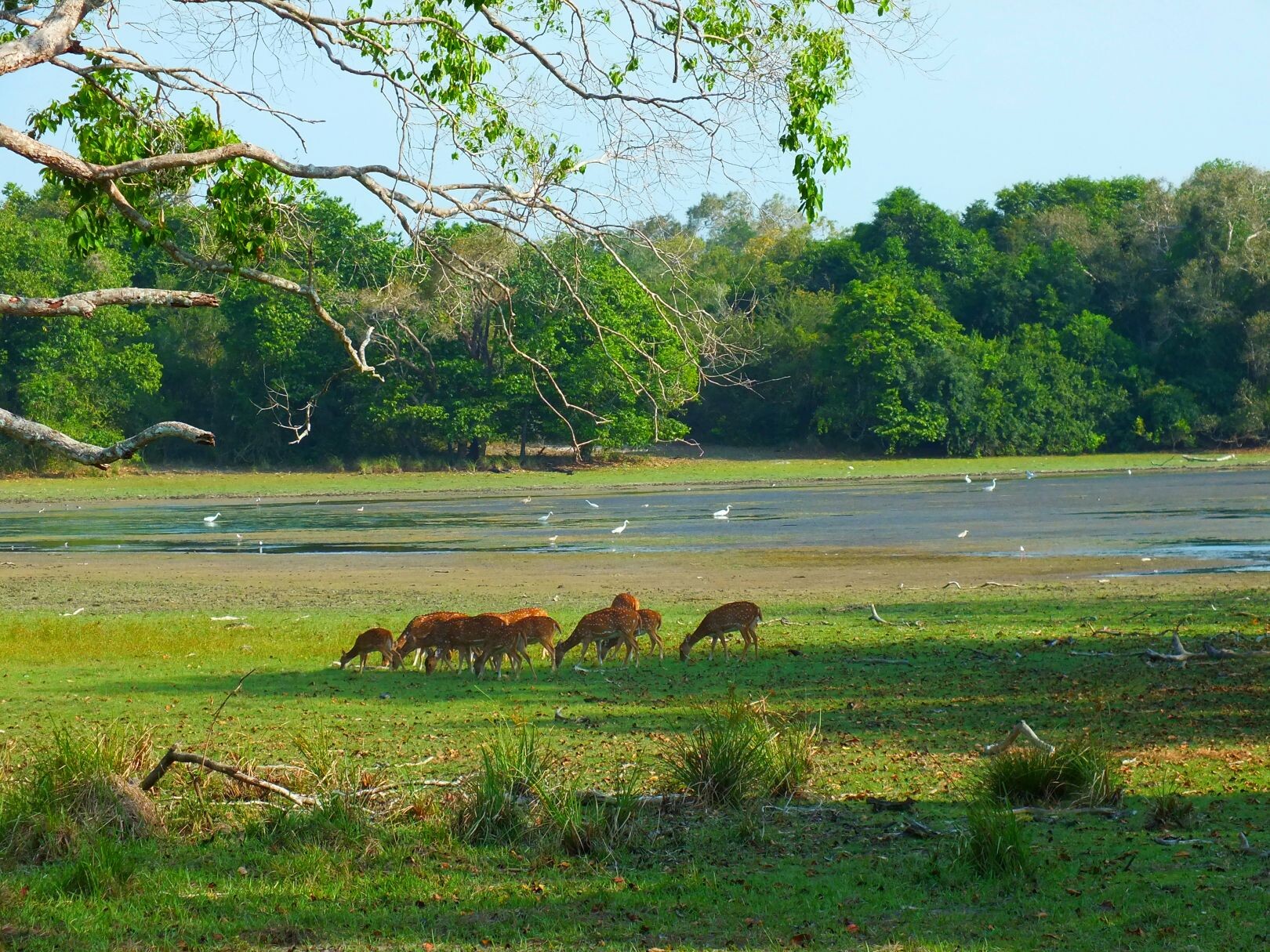 Sri_Lanka_Wilpattu_NP_.jpg