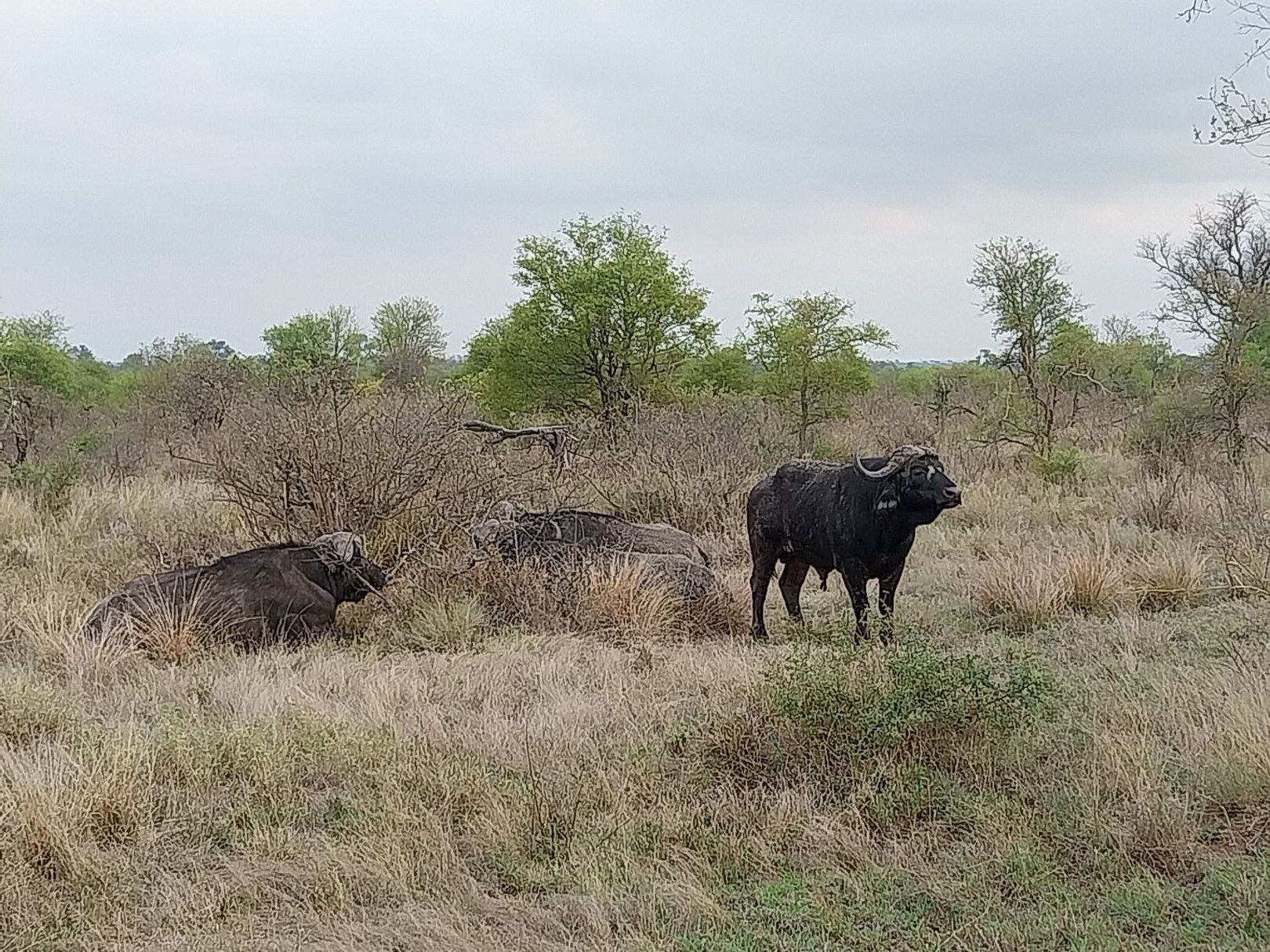 Südafrika_Büffel