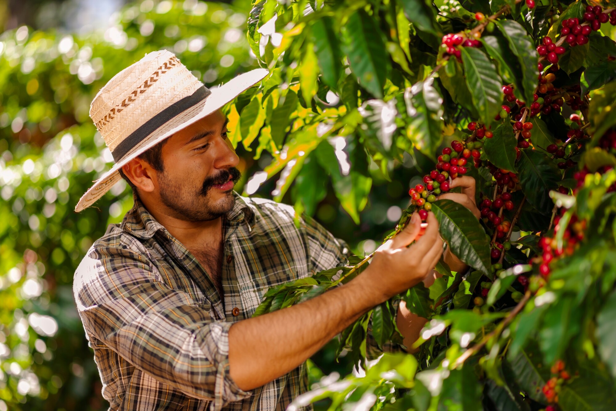 Costa_Rica_Kaffeefarm_shutterstock_2120829872_(1).jpg