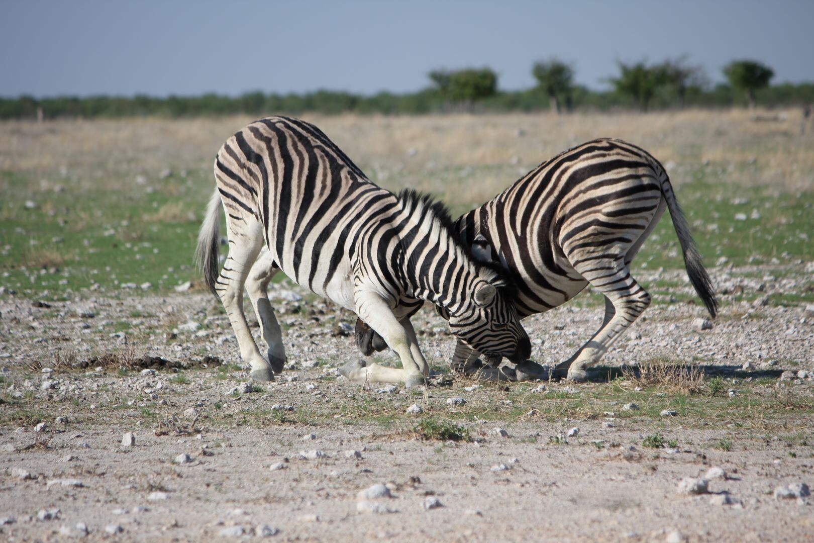 Namibia_2_Etosha_Zebras.JPG
