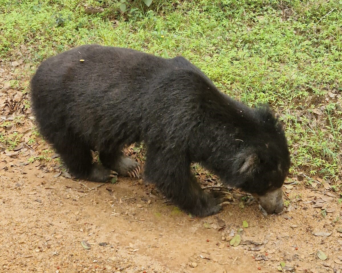 Sri_Lanka_Bär_Wilpattu_Nationalpark.jpg
