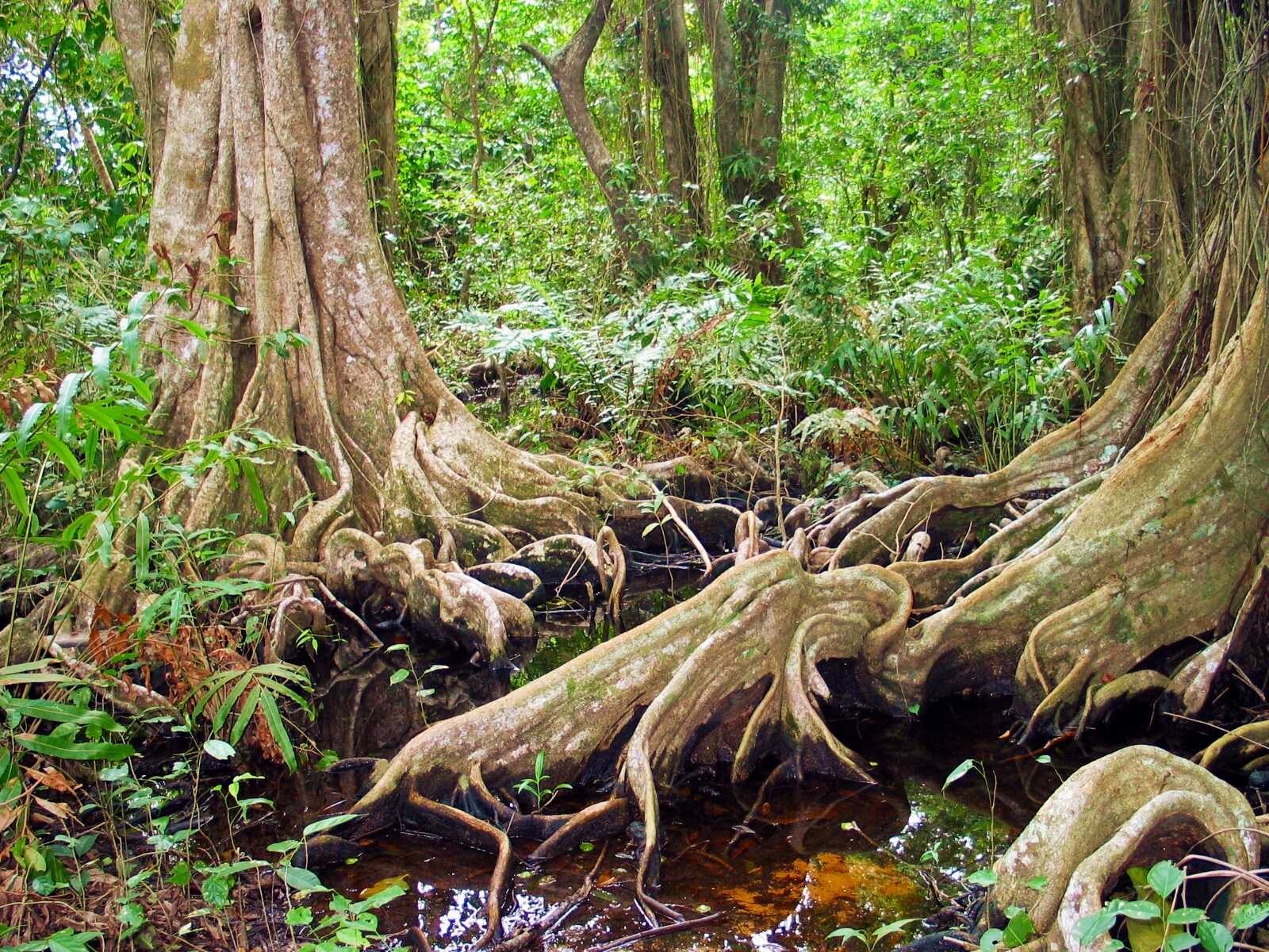 corcovado_01_Low.jpg