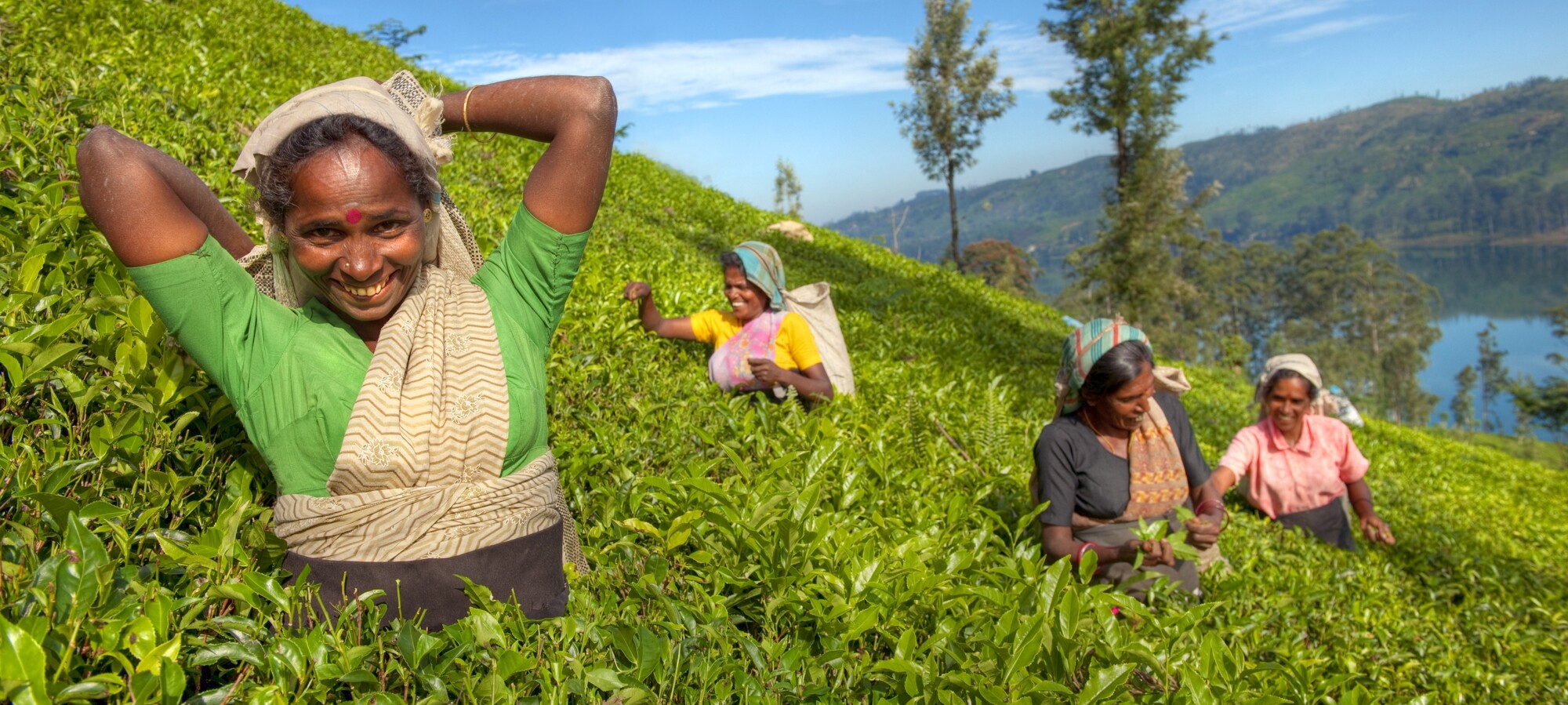 GROSS_Sri_Lanka_Teeplantage_shutterstock_180137915.jpg