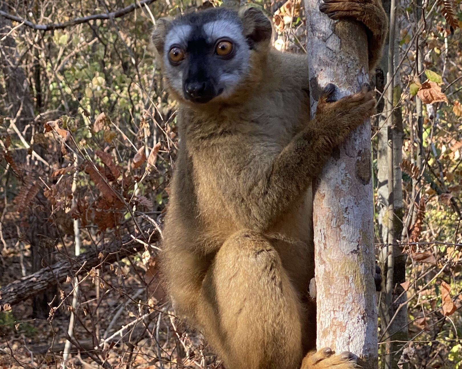 Kirindy_NP_Lemur.jpg