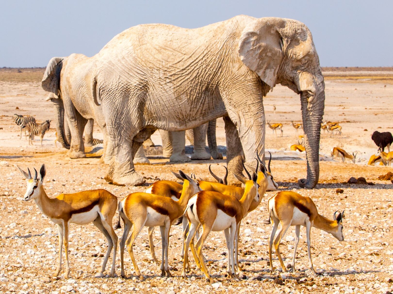 Namibia_2_Etosha.jpg