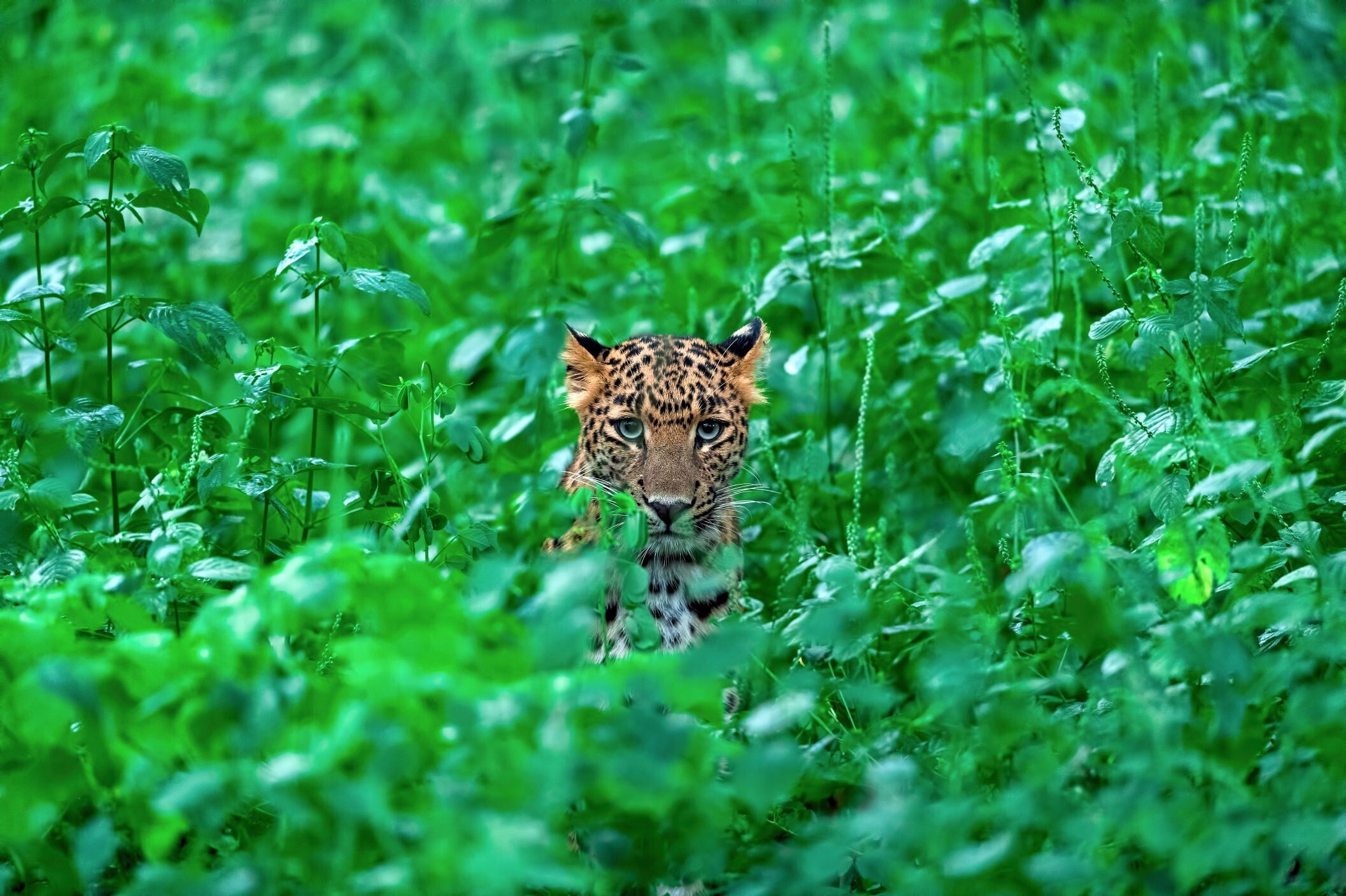 Jhalana_Forest_Leopard_©shutterstock.jpg