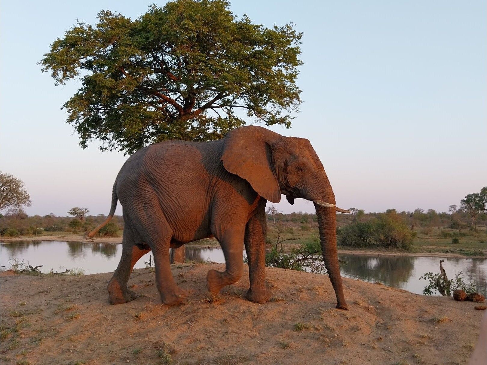 Südafrika_Elefant