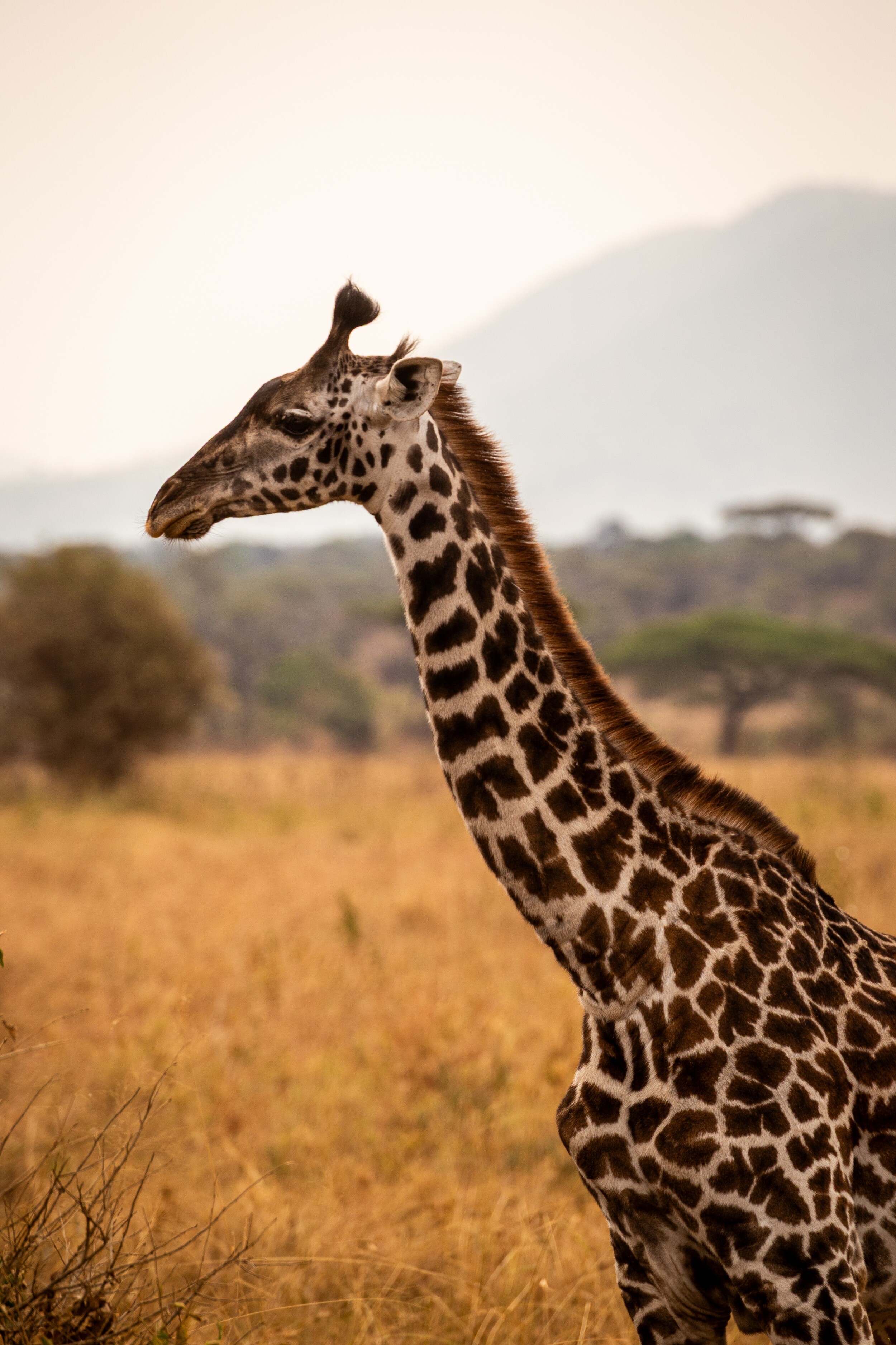 shutterstock_2645501957