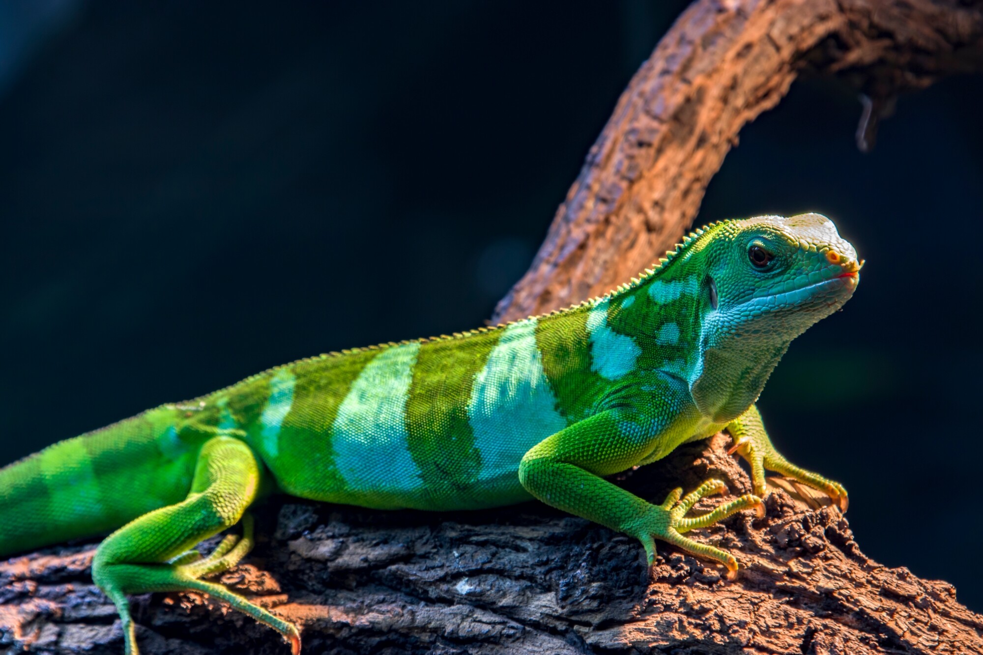 Fiji Iguana_shutterstock_1822101404