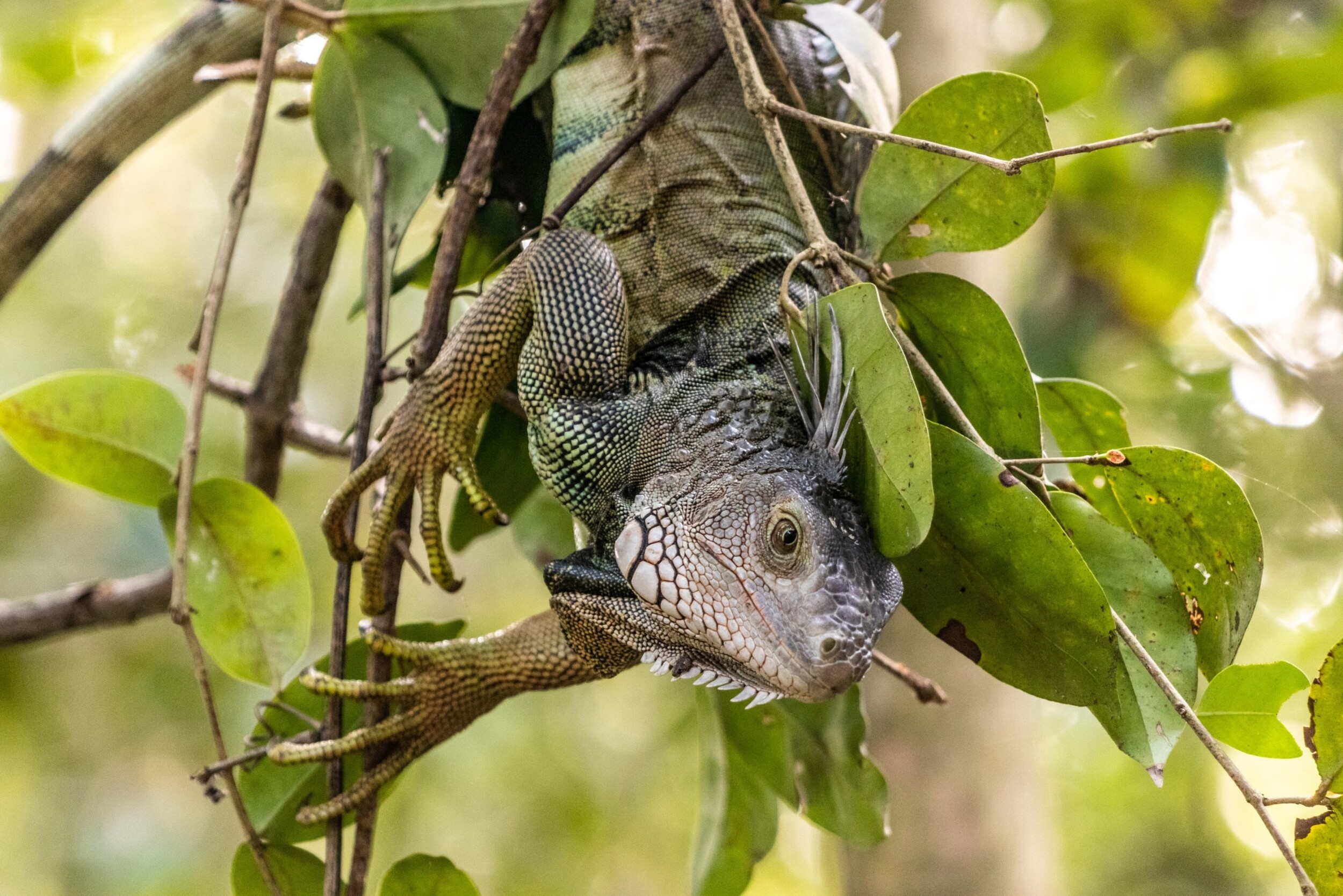 Iguana_im_Tayrona_National_Natural_Park_shutterstock_2771026899.jpg