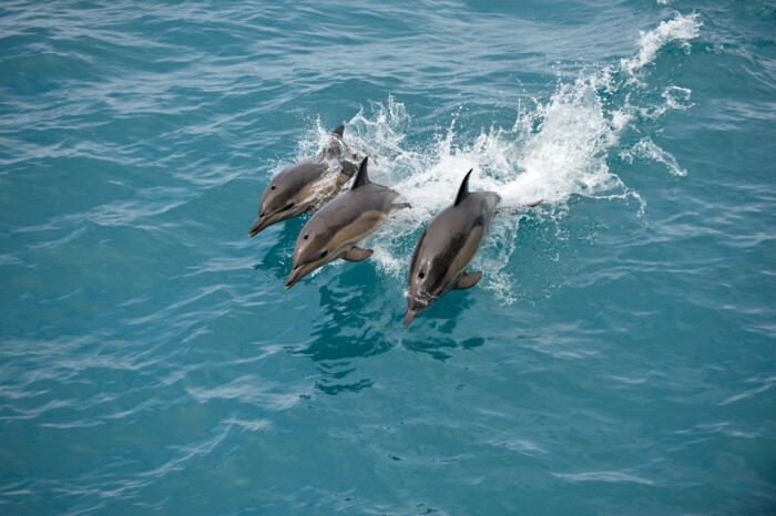 rc-destinations_Caribbean-dolphins.jpg