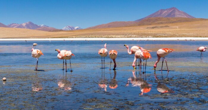 Chile_Atacama_Wüste_Flamingos.jpg