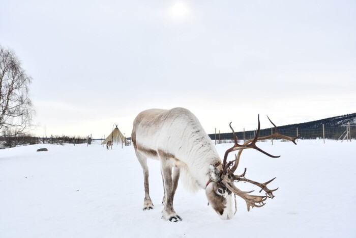 Rentier_in_Schwedisch_Lappland_&copy;shutterstock.jpg