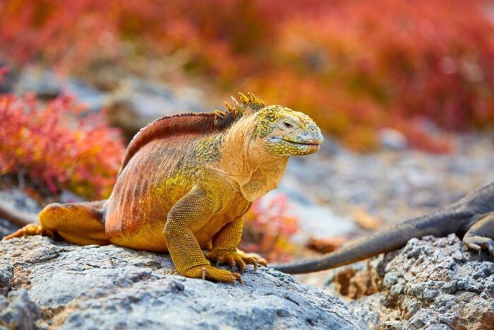 Ecuador_Galapagos_Echse_©shutterstock.jpg