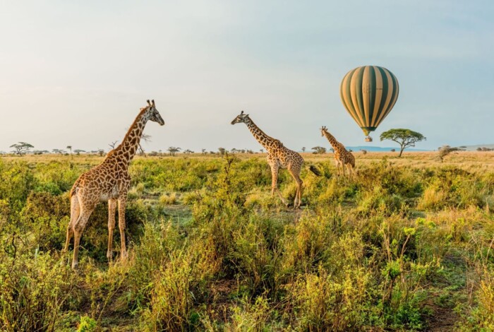 Tansania_Giraffen_Serengeti.jpg